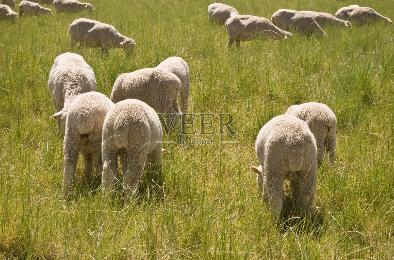 放牧绵羊-企业商业隐喻和概念照片摄影图片