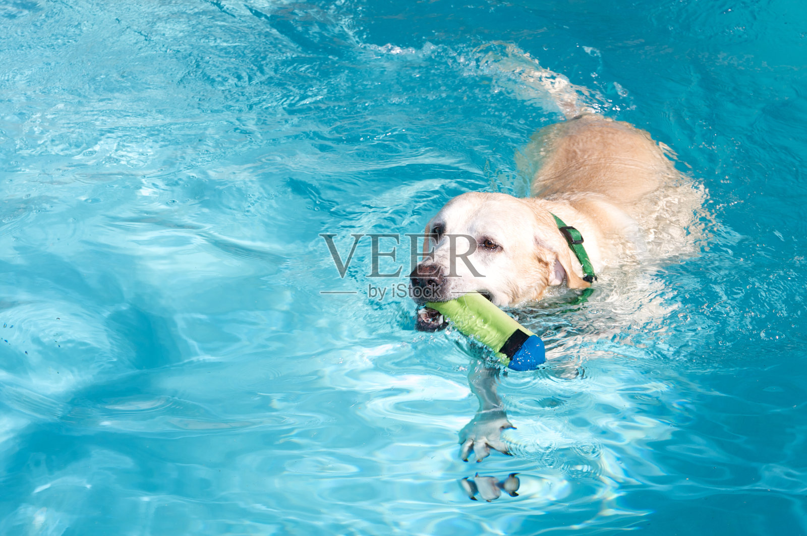 黄色拉布拉多寻回犬和玩具在游泳池游泳照片摄影图片
