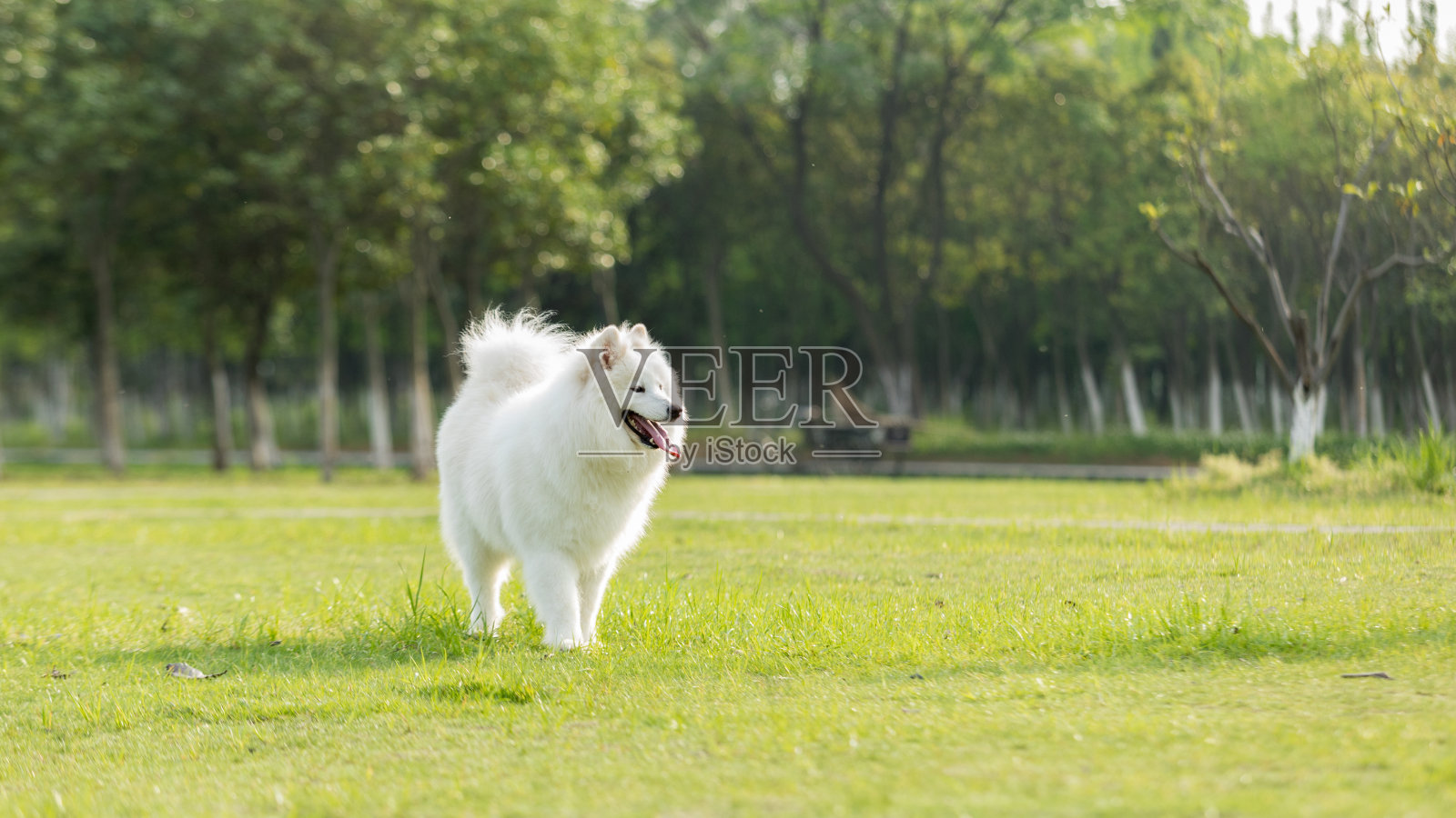 草坪上的萨摩耶狗照片摄影图片