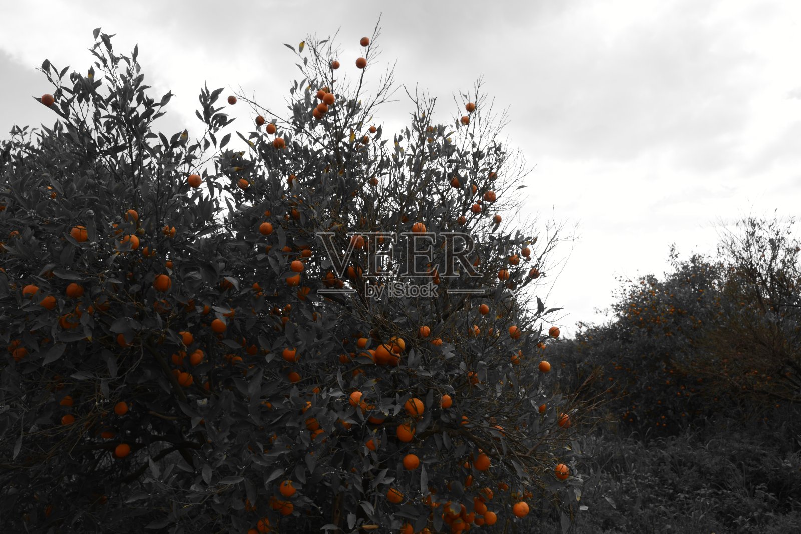 橘子树林照片摄影图片