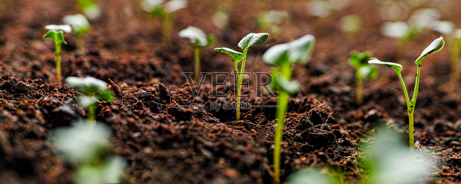 刚在土壤中发芽的新鲜绿色幼苗慢慢地长出了很浅的田地。照片摄影图片