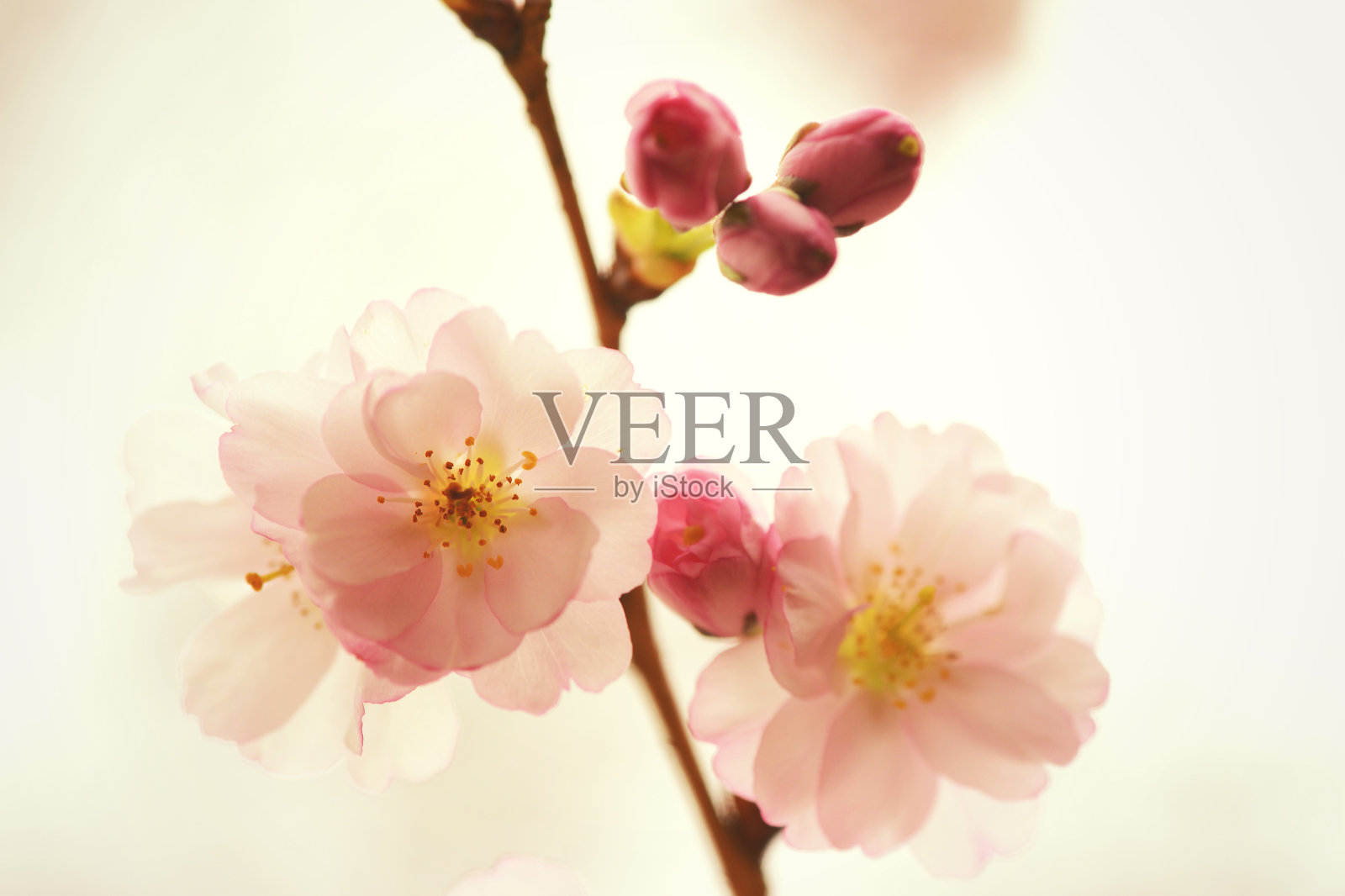色彩柔和的樱花照片摄影图片