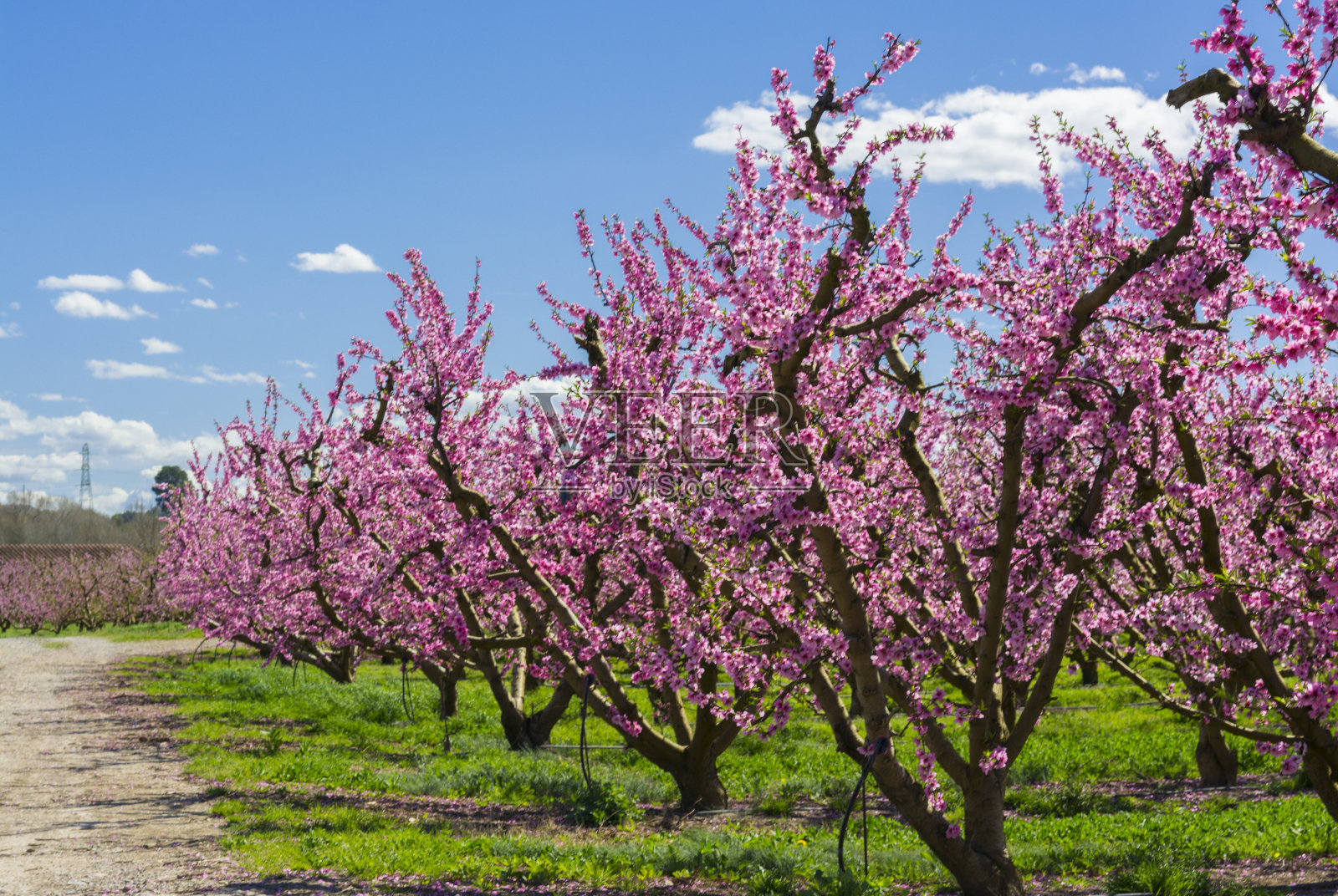 春天盛开的桃树照片摄影图片