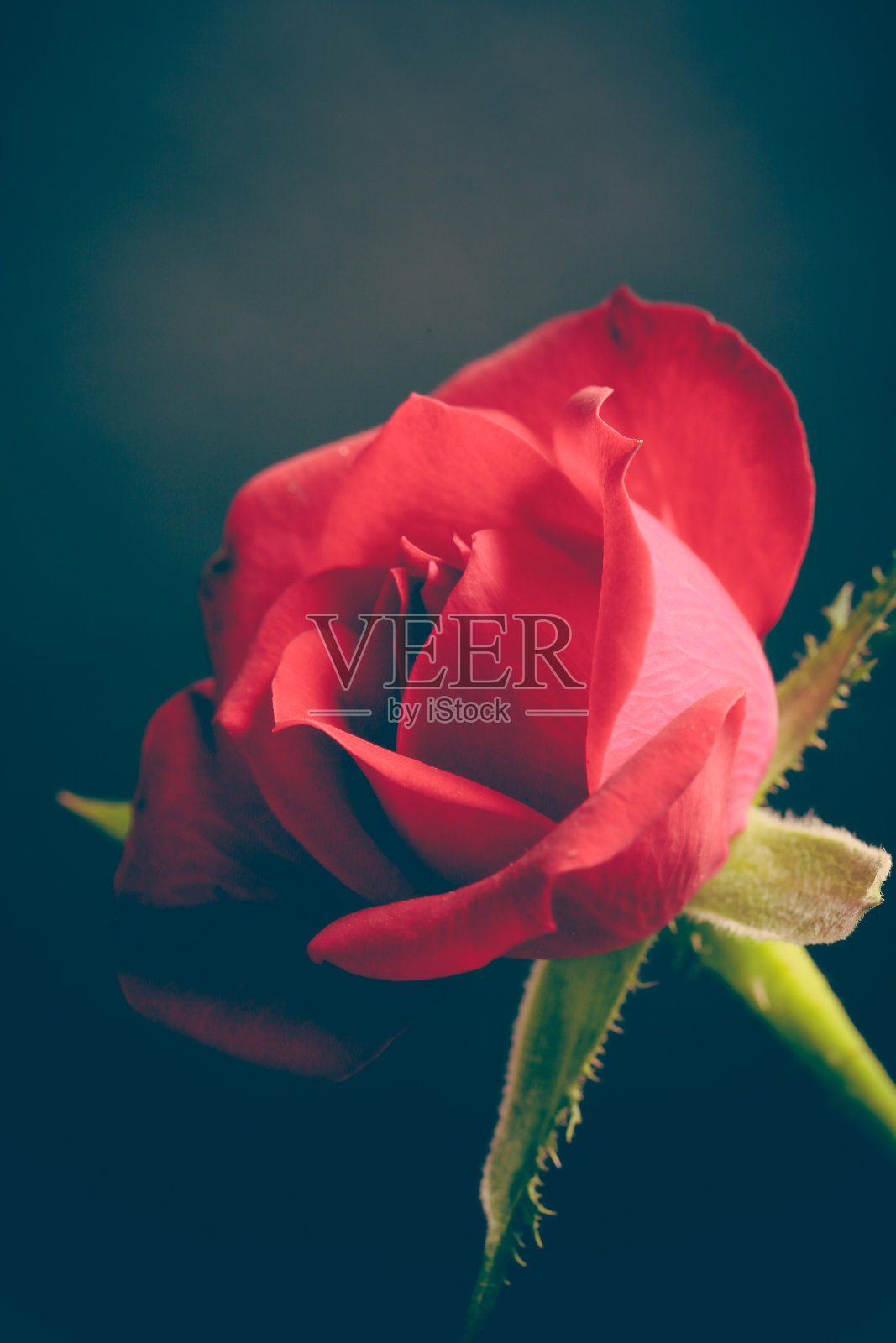 红玫瑰照片摄影图片