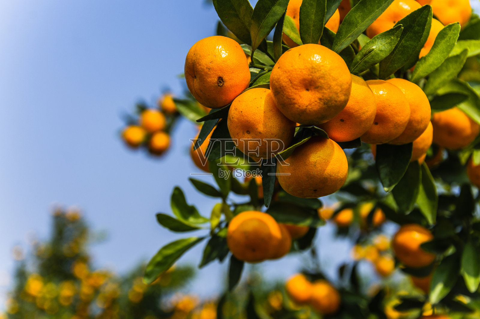 橙色水果特写秋天照片摄影图片