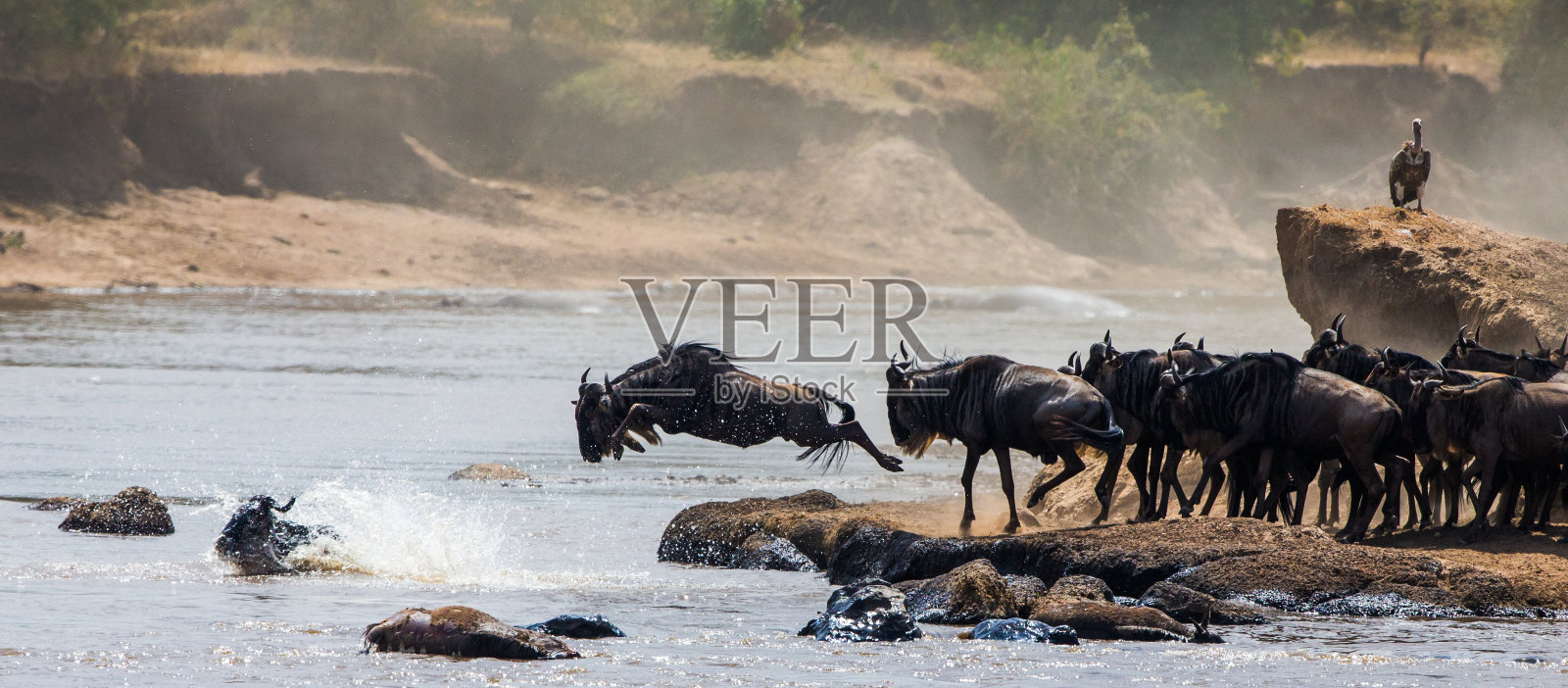 角马跳入马拉河。照片摄影图片