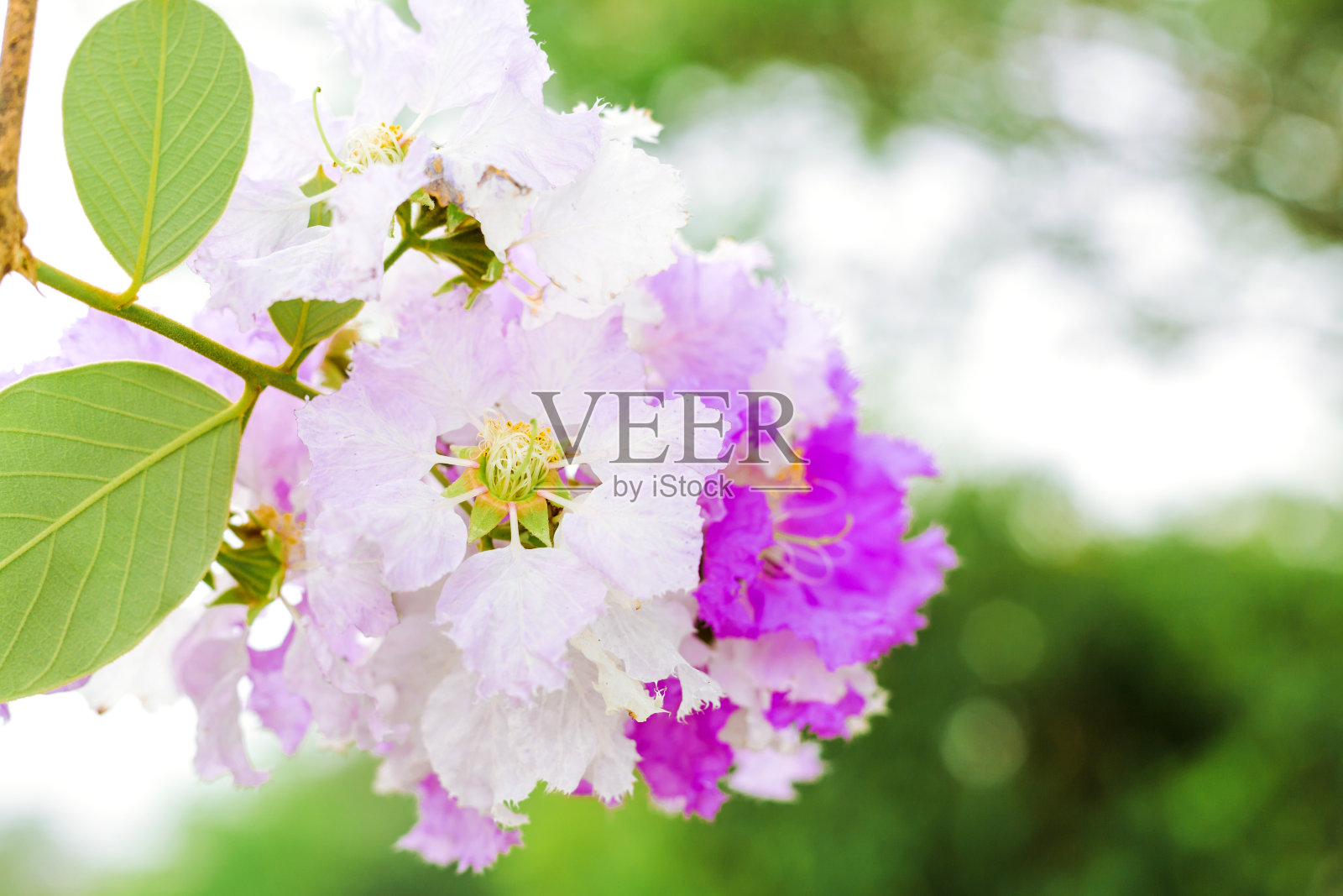 皇后花，印度的骄傲，大果紫薇。照片摄影图片