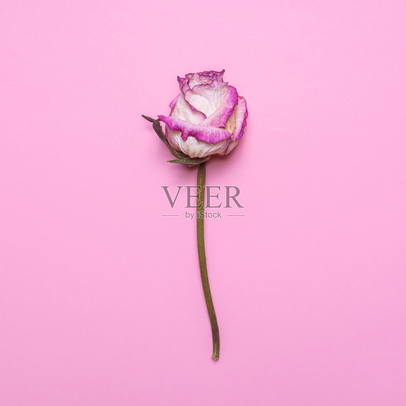 粉红色背景上的干玫瑰。平铺，俯视图花照片摄影图片
