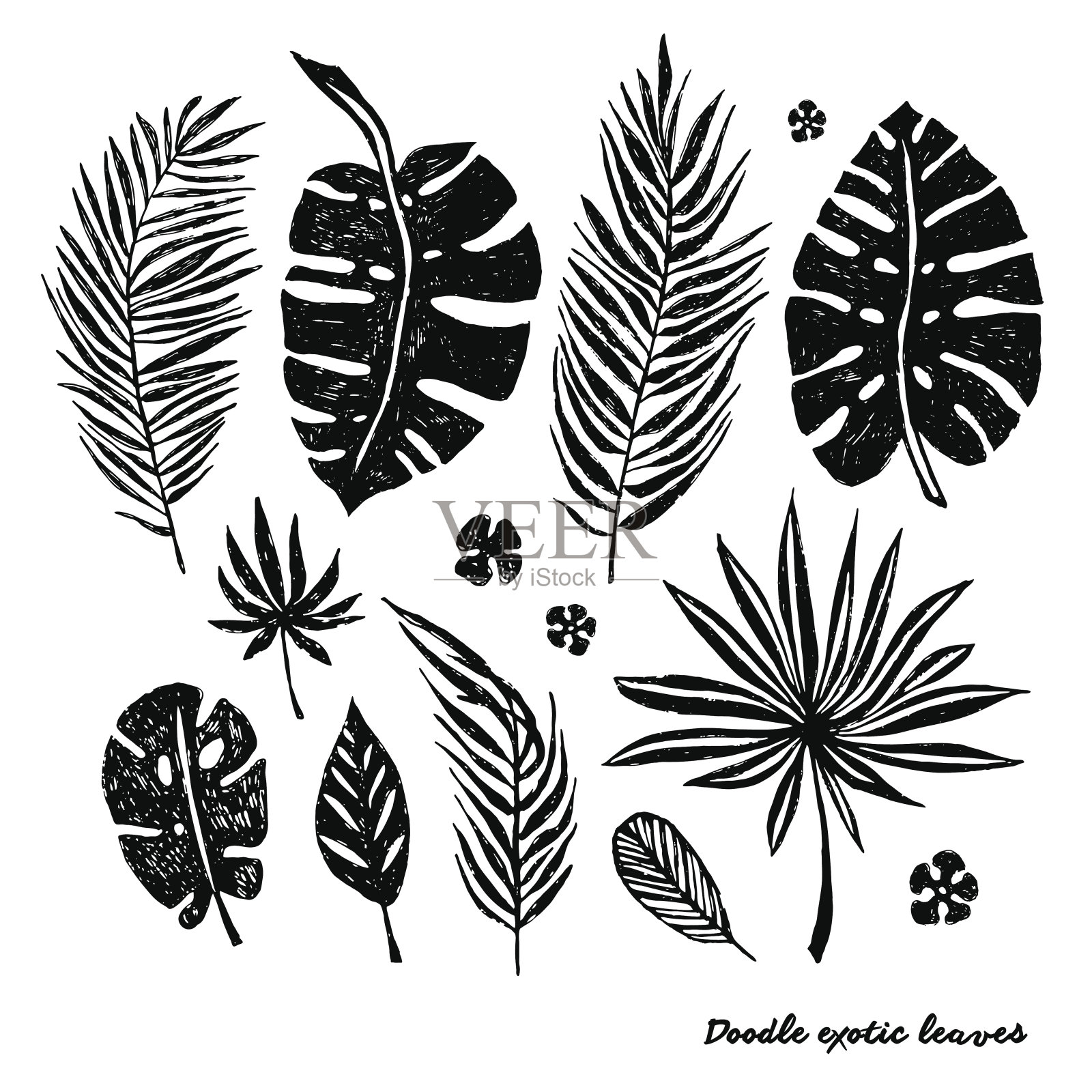 一套黑色涂鸦异国情调的叶子在白色的背景。设计元素图片