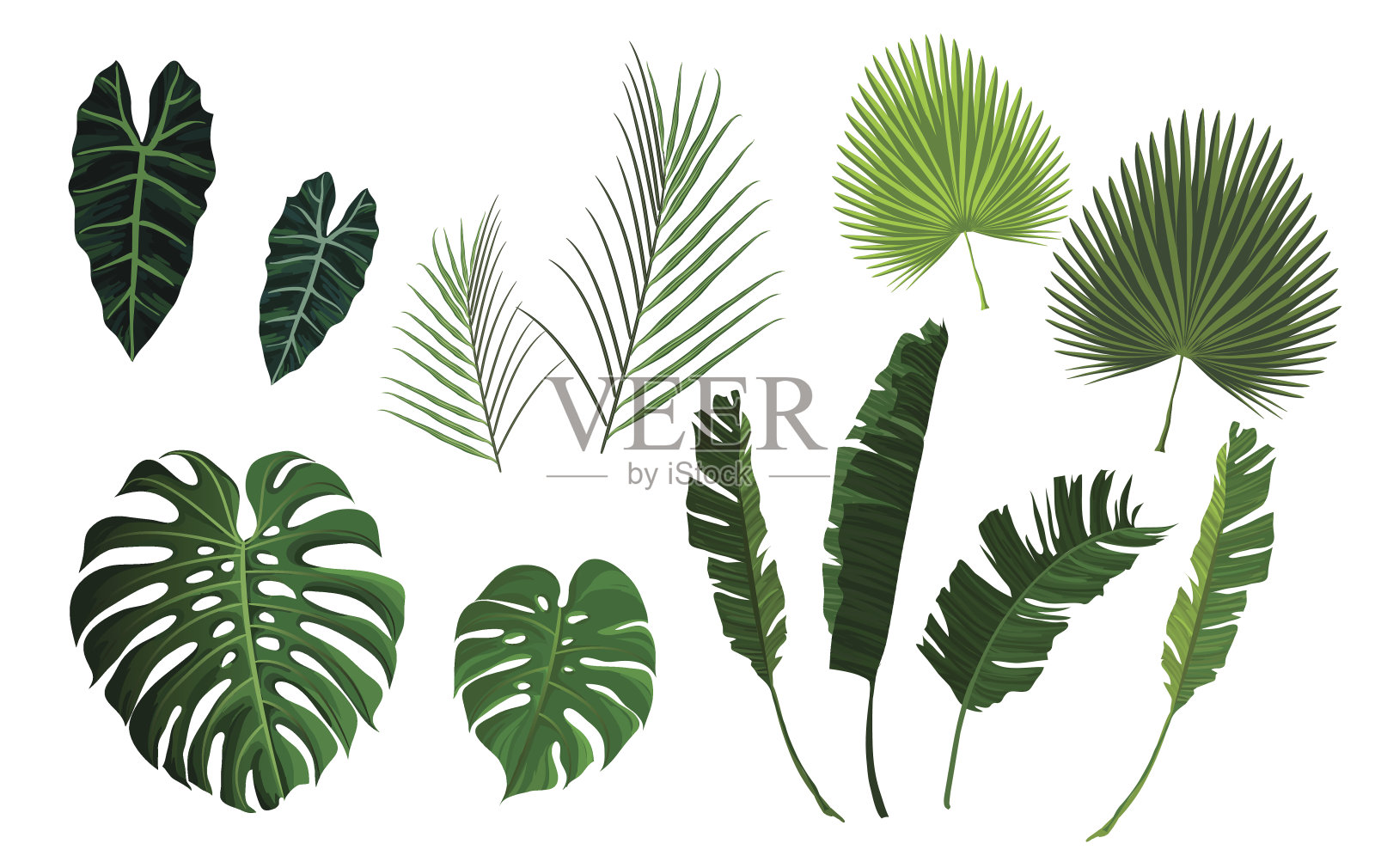 矢量热带棕榈叶，丛林叶设置设计元素图片
