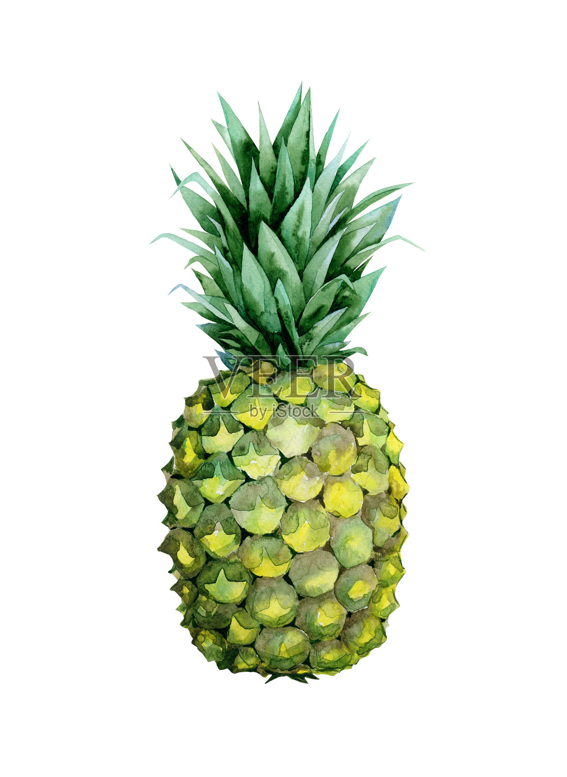 成熟的绿叶菠萝。插画图片素材
