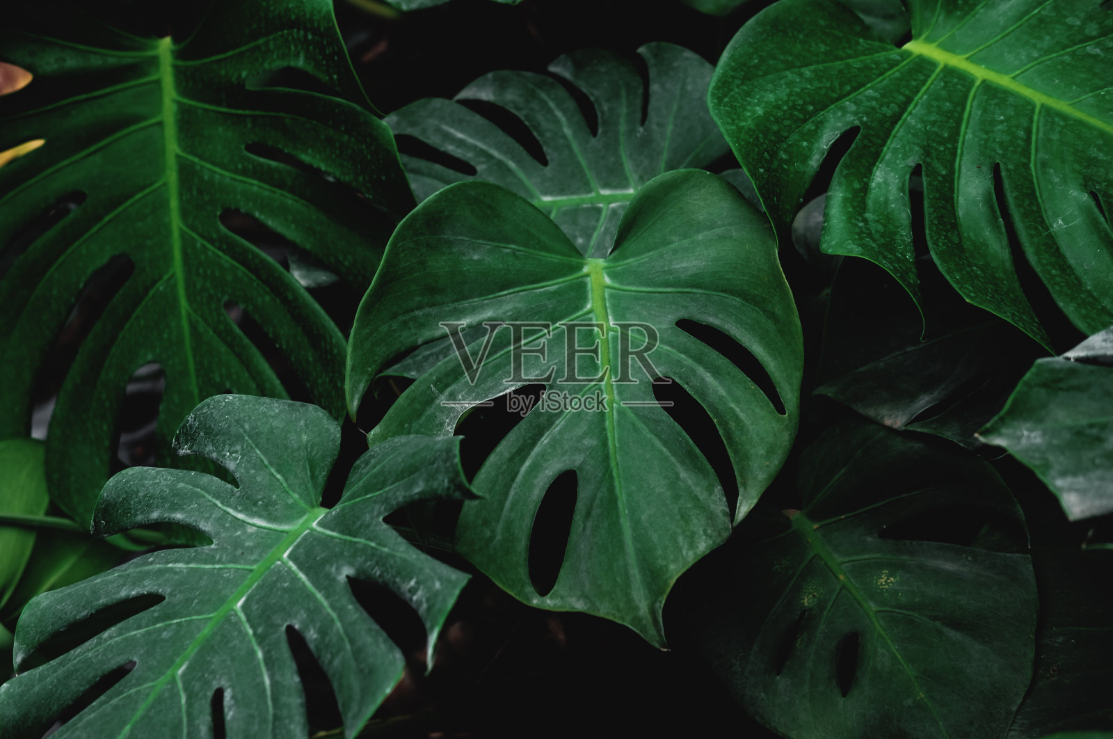 低调，绿色的叶子生长在野生的Monstera植物，热带森林植物照片摄影图片