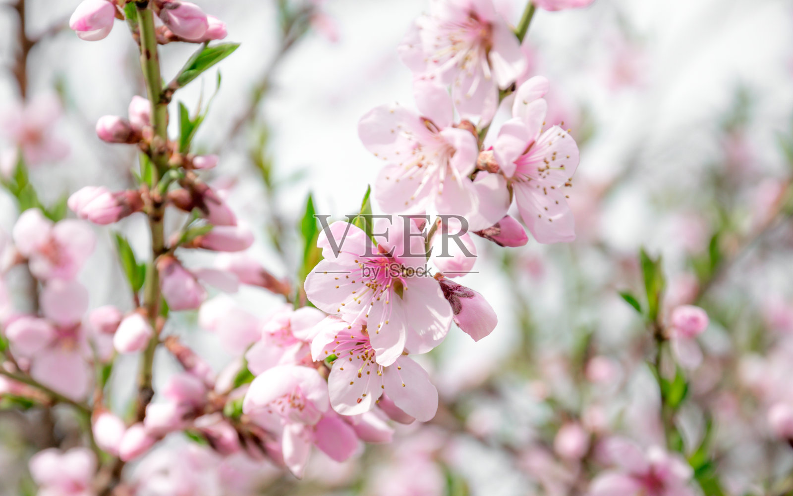 风景优美的花期果园。粉色peachflowers照片摄影图片