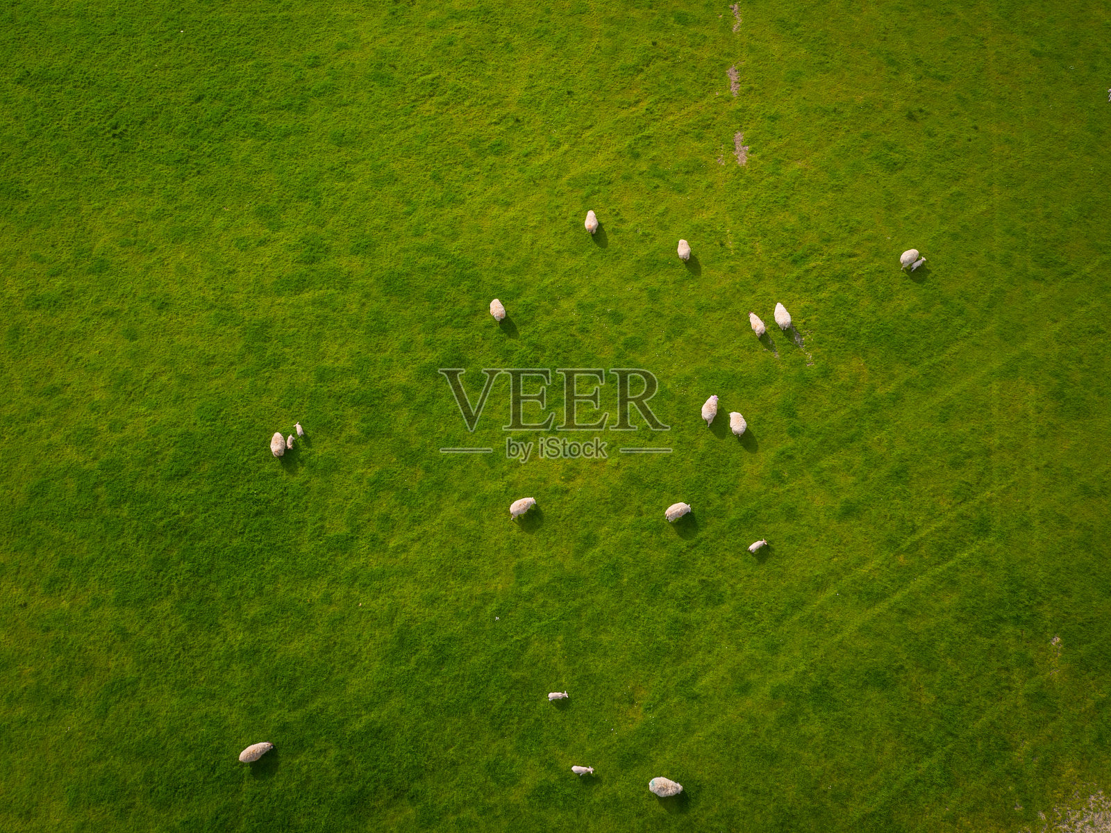 羊群天线照片摄影图片