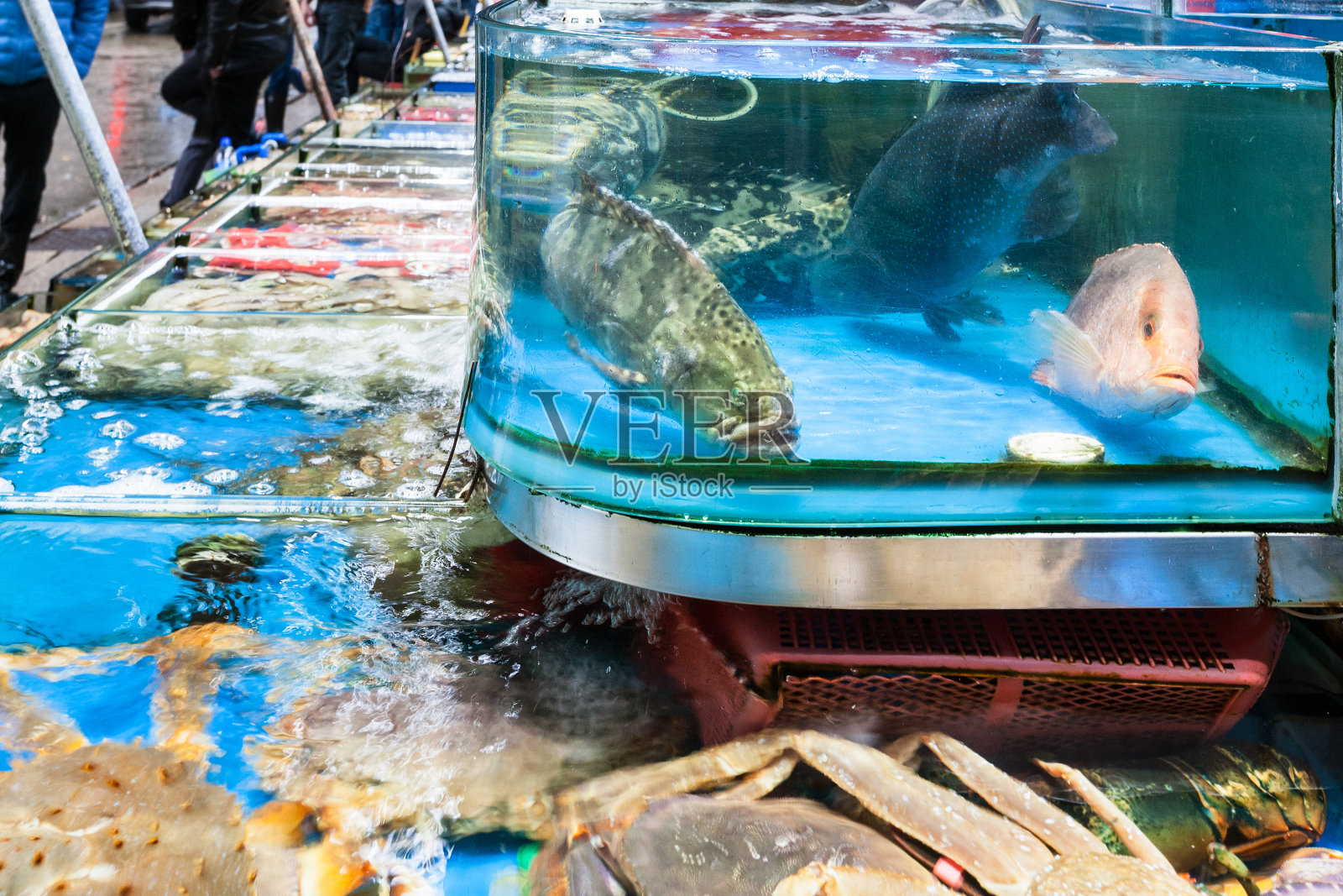 广州鱼市的螃蟹和鱼照片摄影图片