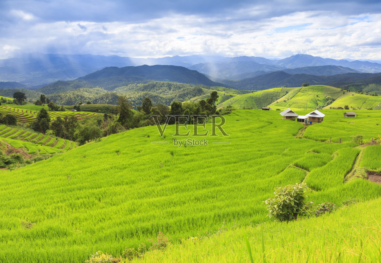 在泰国清迈的雨季，新鲜的绿色稻田和多云的天空。照片摄影图片