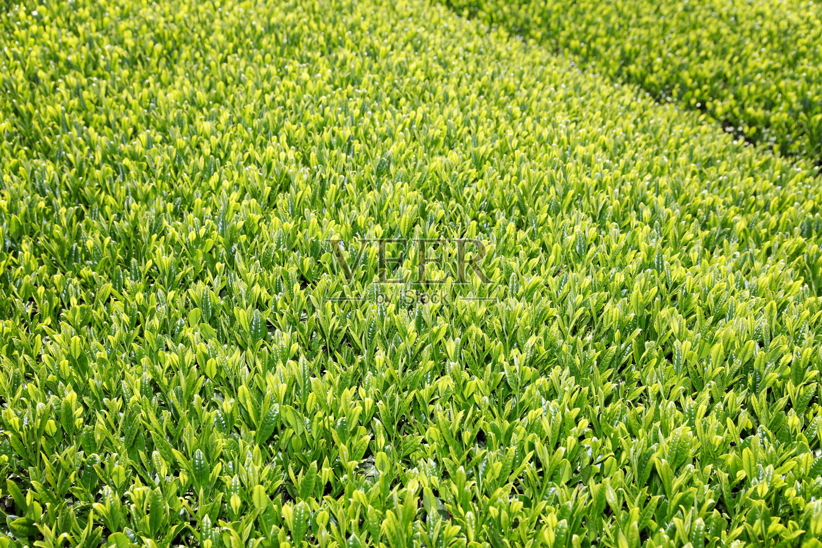 漂亮新鲜的绿茶叶子照片摄影图片