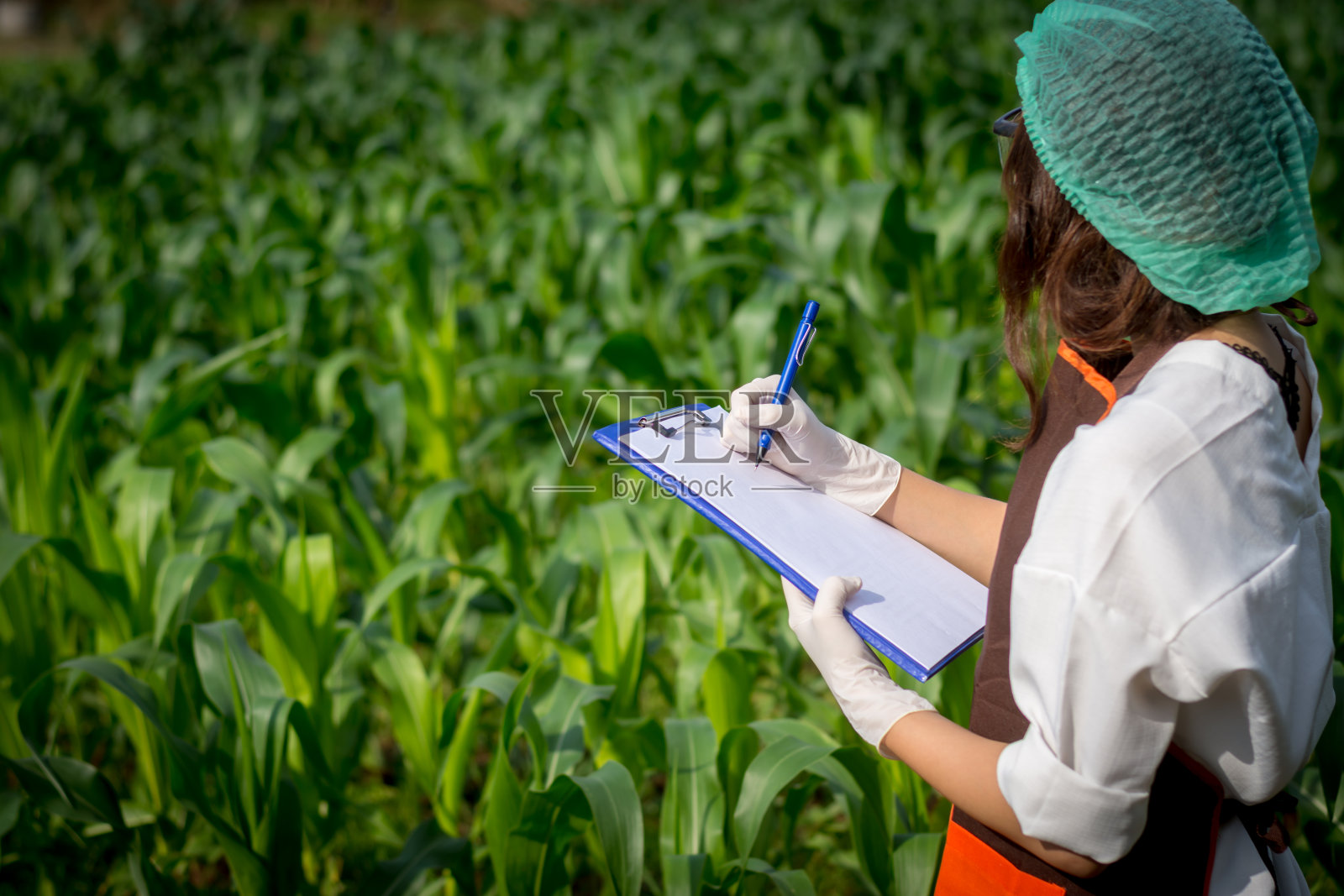 年轻的女性农民研究人员正在报告纸上记录玉米的变化。照片摄影图片