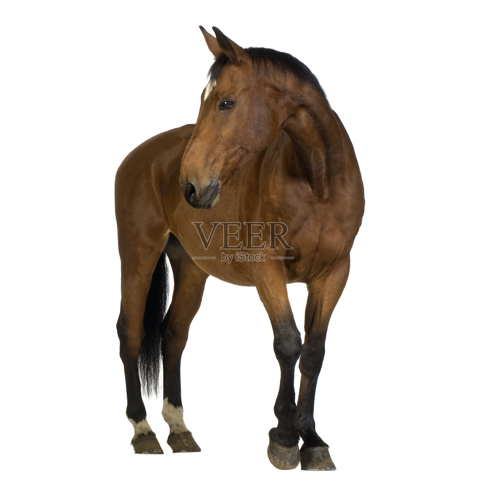 棕色的马映衬着白色的背景照片摄影图片