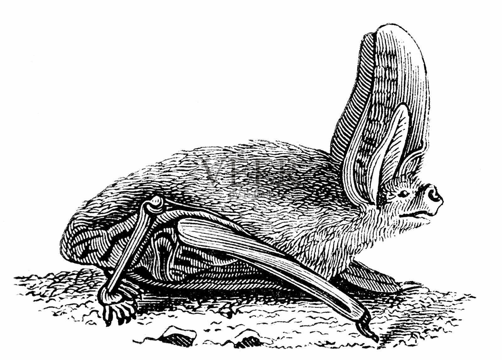长耳蝠(pleecotus Auritus)插画图片素材