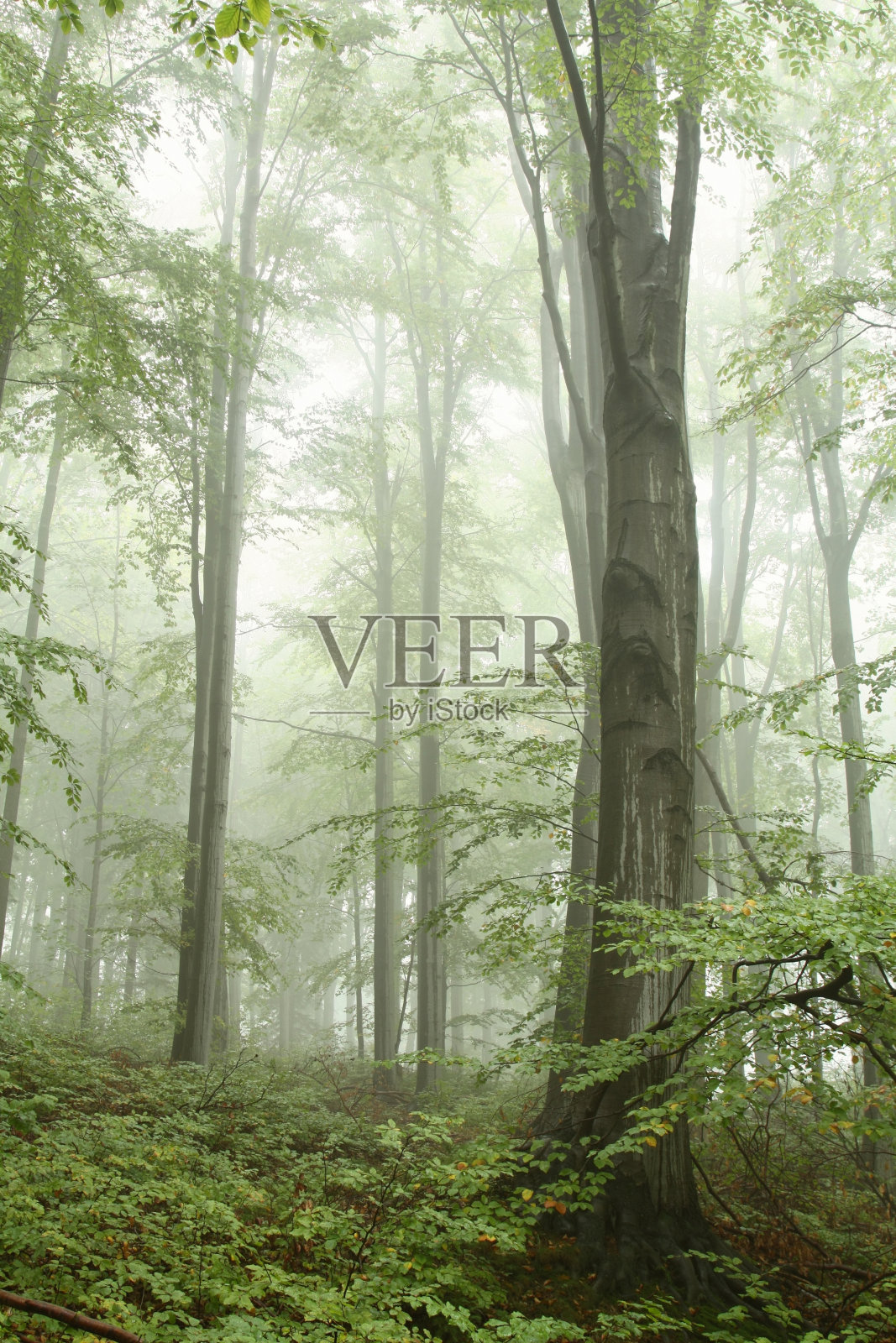 雾山毛榉森林照片摄影图片