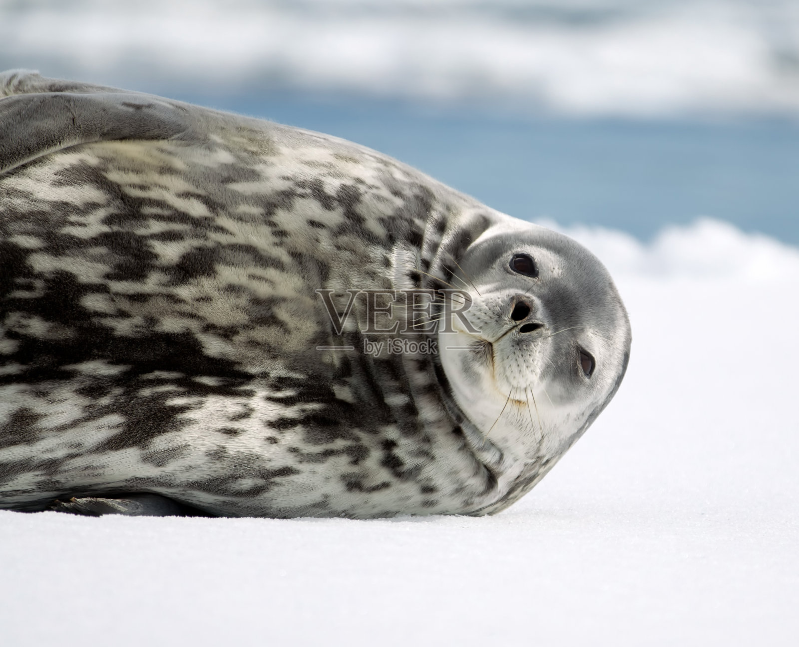 可爱的威德尔海豹照片摄影图片