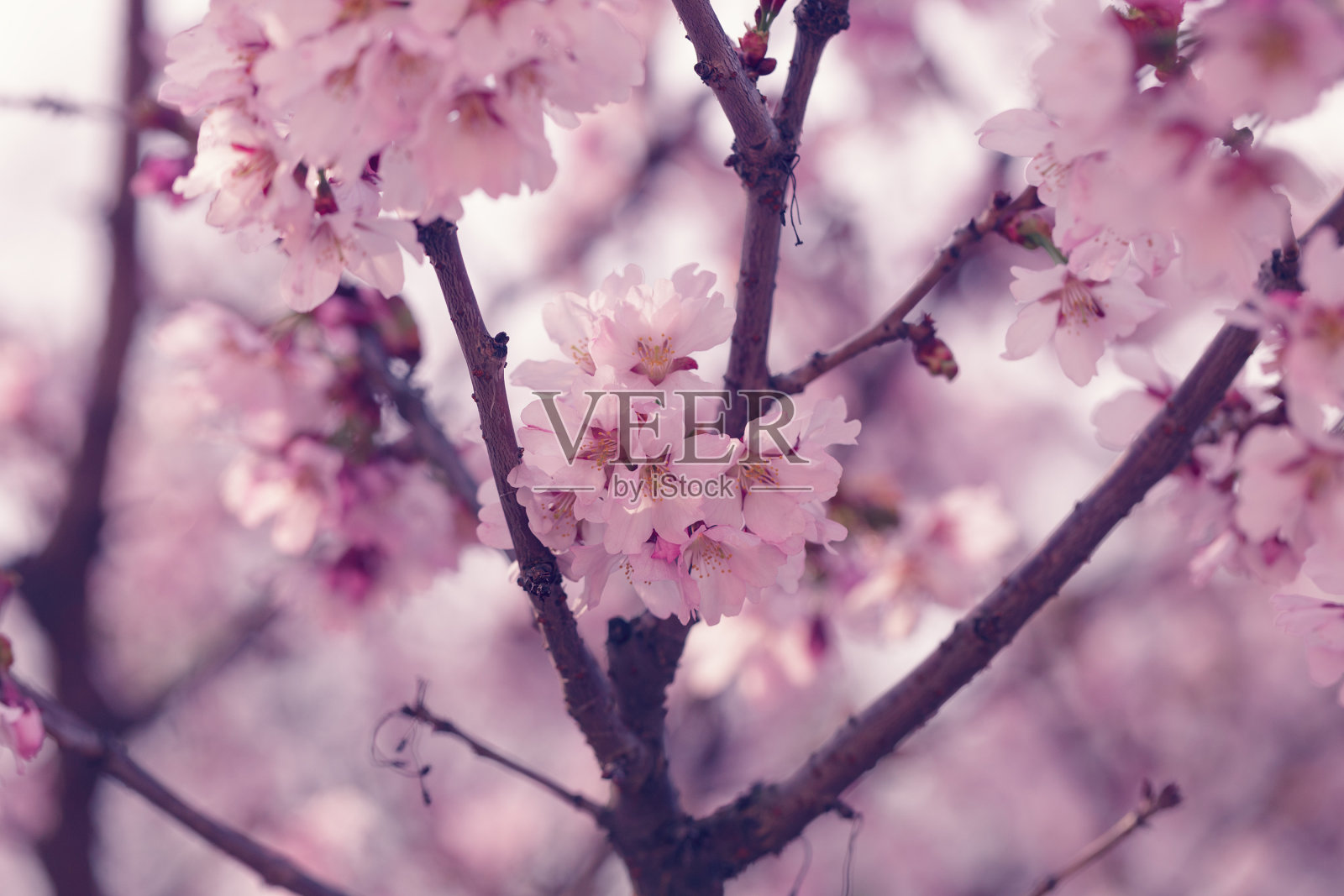 樱花在近距离的照片，效果色调的照片照片摄影图片