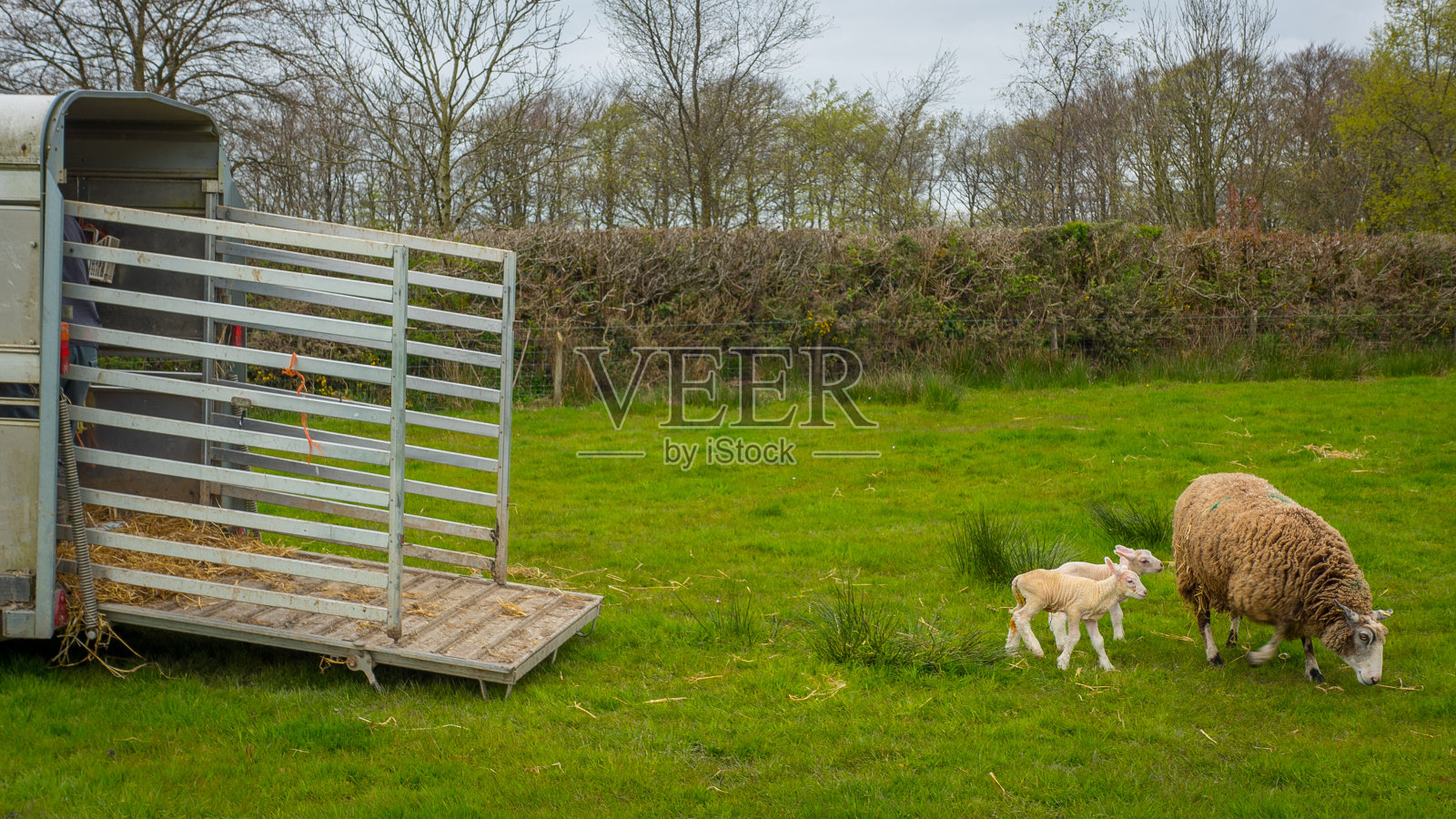 绵羊和羊羔离开拖车照片摄影图片