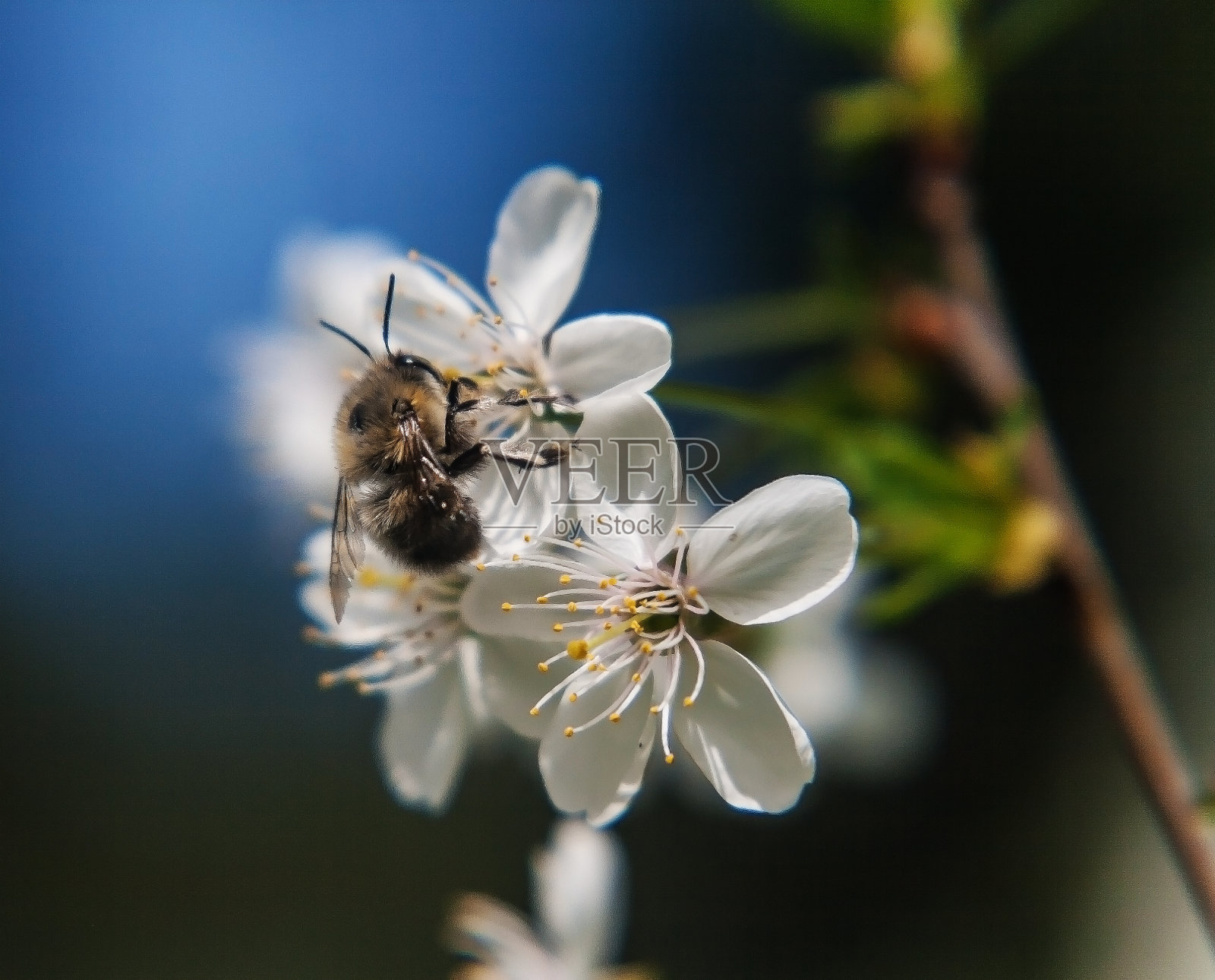 蜜蜂栖息在樱桃树上的白花上。特写，美丽，浪漫的模糊照片摄影图片