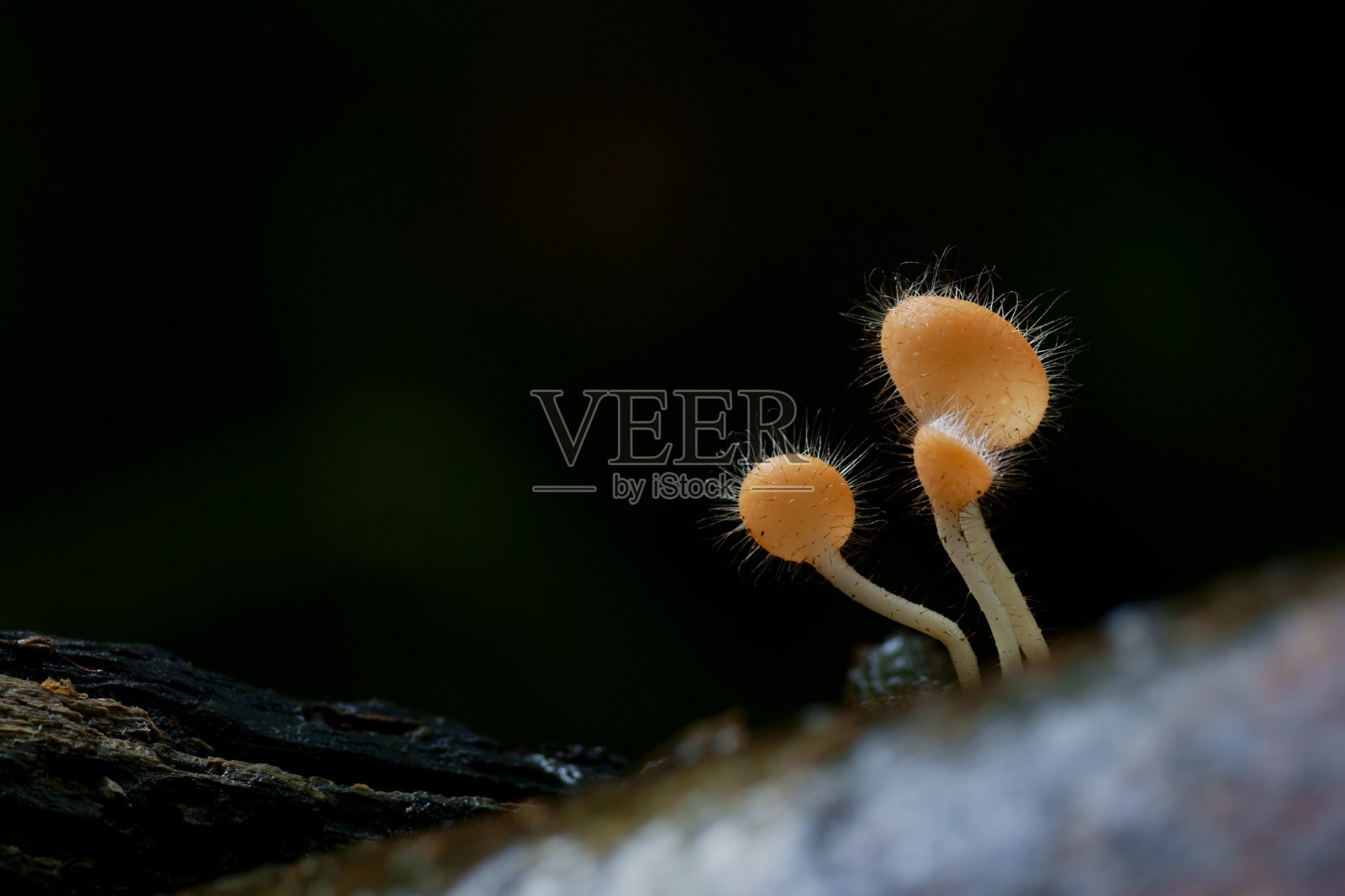 黄色的蘑菇照片摄影图片