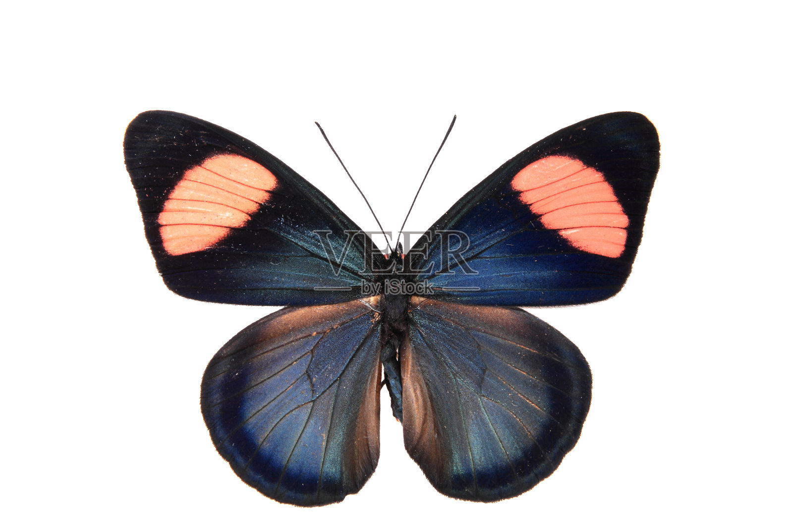蛱蝶科:深蓝、红色，形状鲜艳夺目照片摄影图片