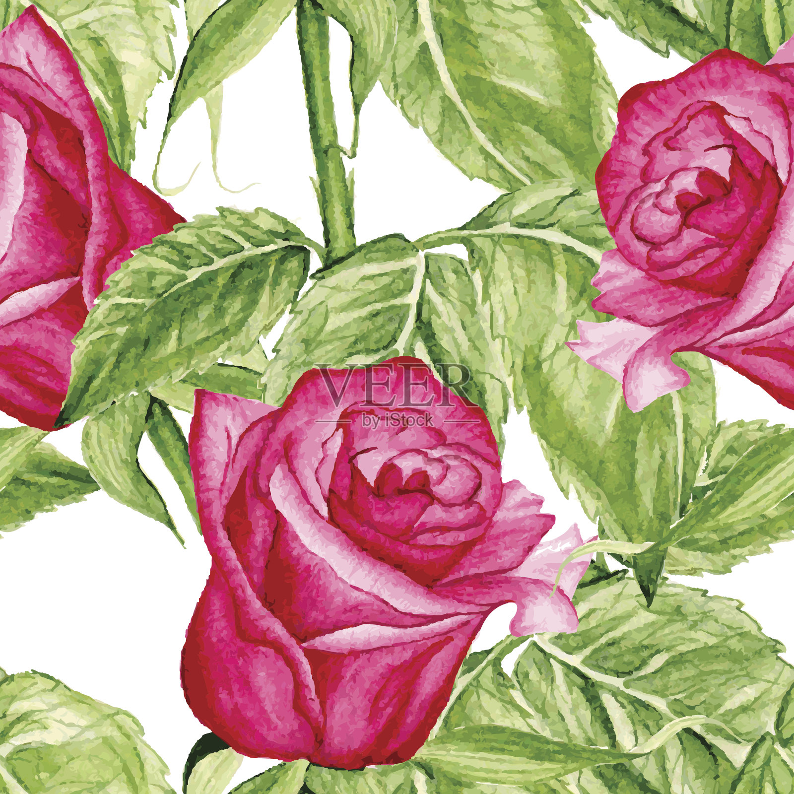 矢量无缝玫瑰水彩模式插画图片素材