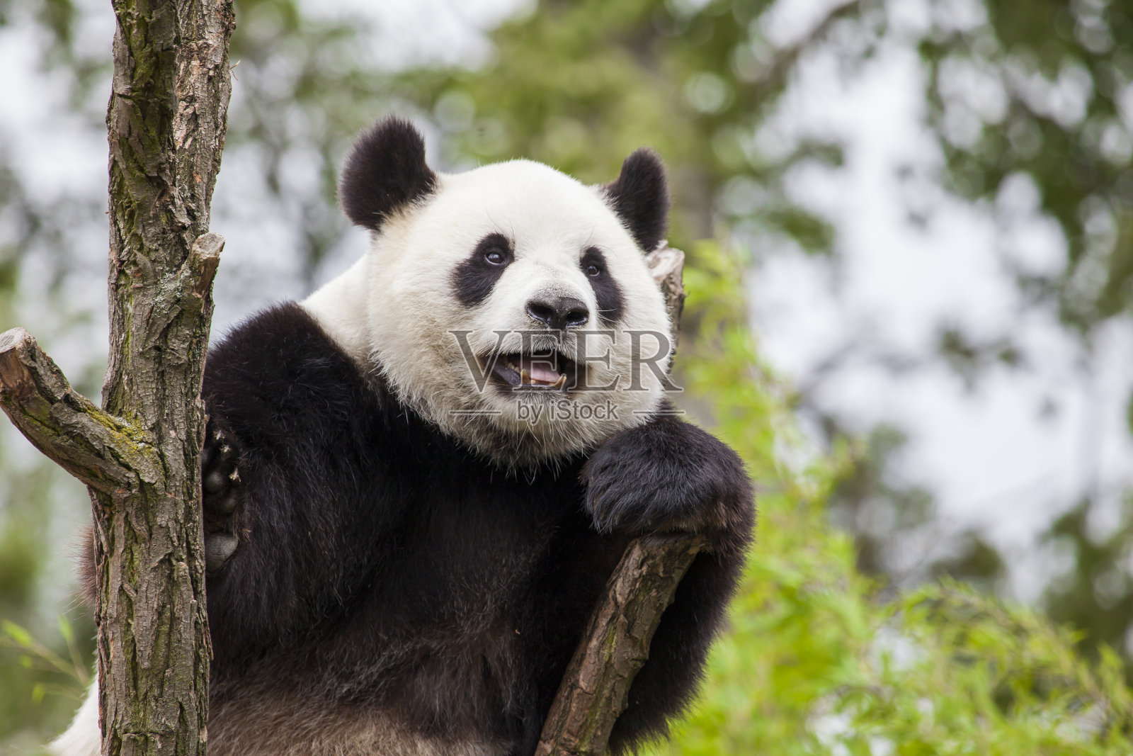 大熊猫在树上照片摄影图片