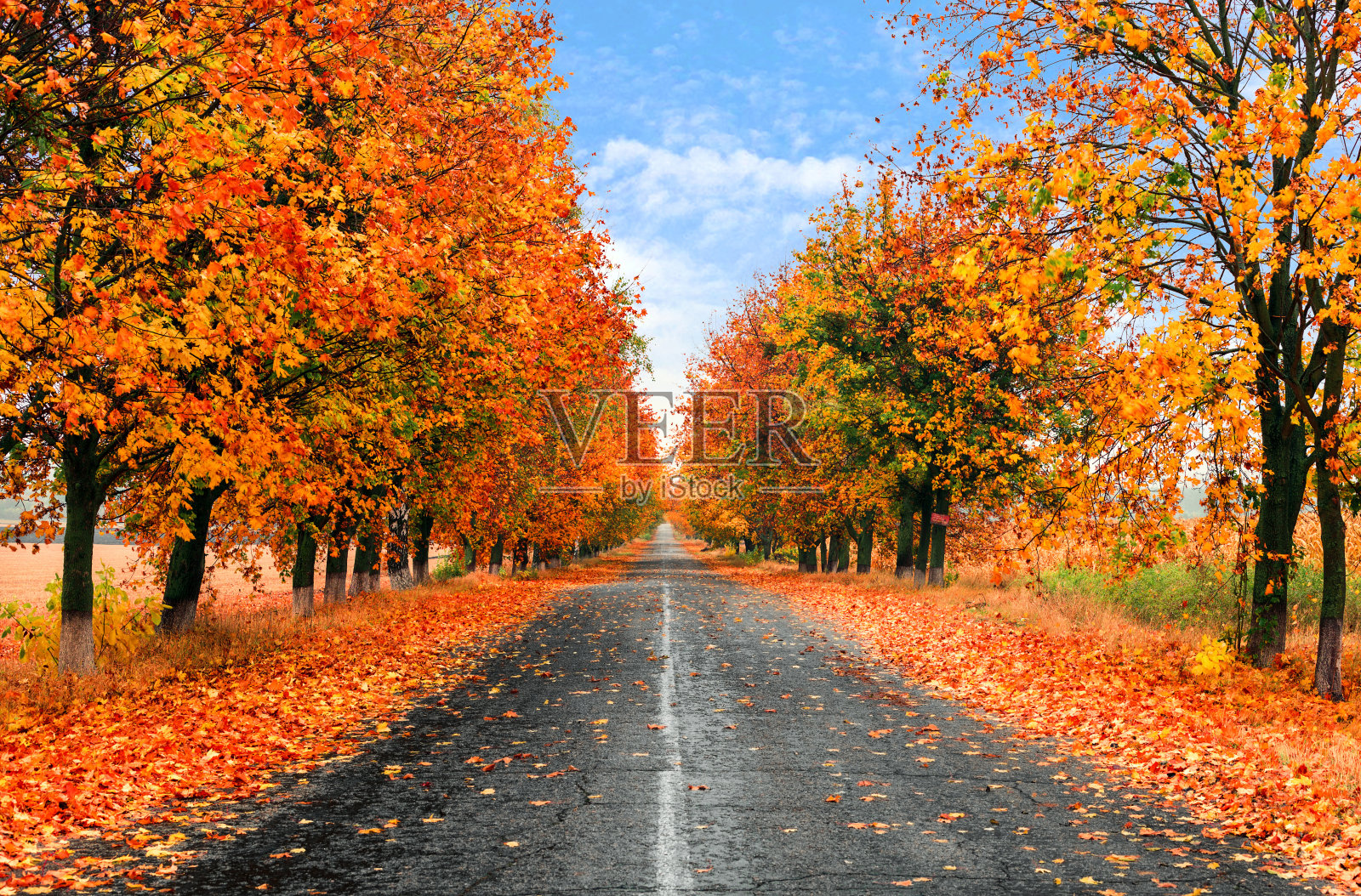 秋天的乡村路与潮湿的彩色树木照片摄影图片
