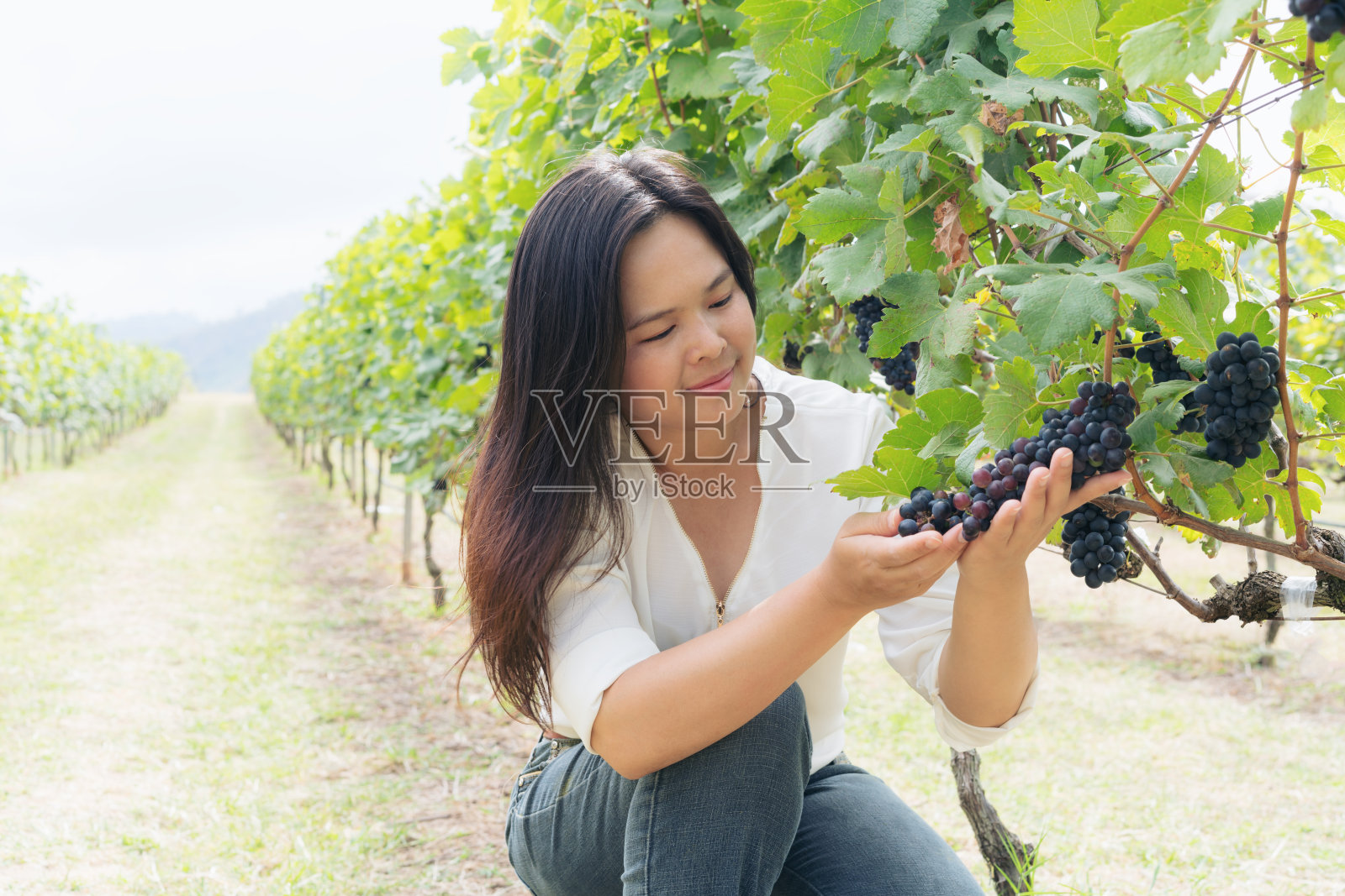 葡萄园工人检查葡萄在葡萄园照片摄影图片