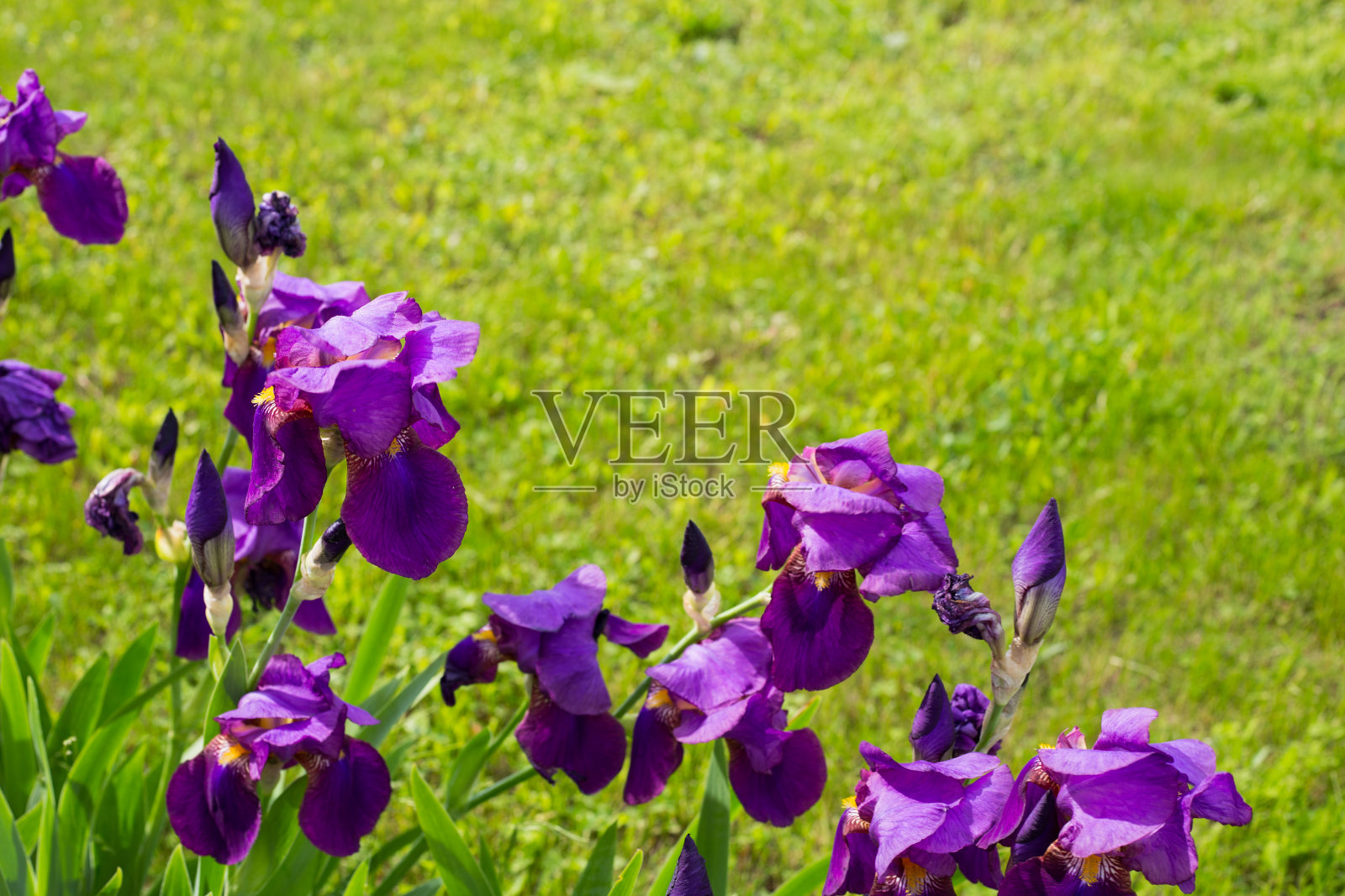 紫色的虹膜花照片摄影图片