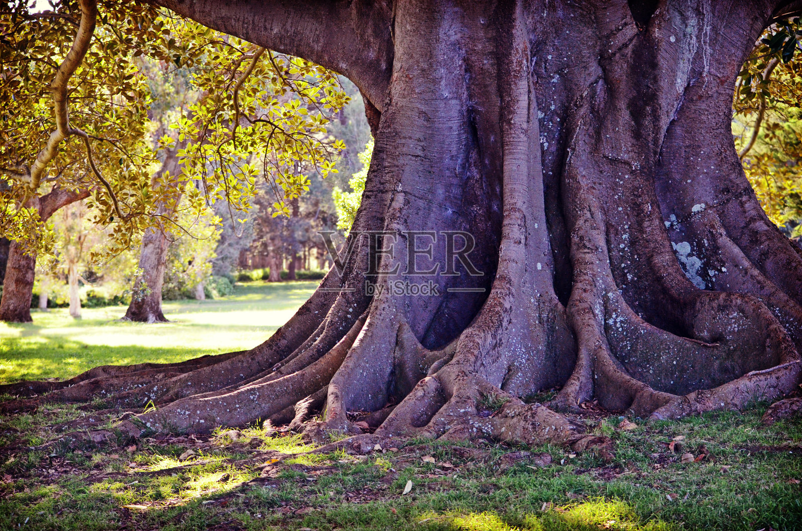 巨大无花果树的根和树干照片摄影图片