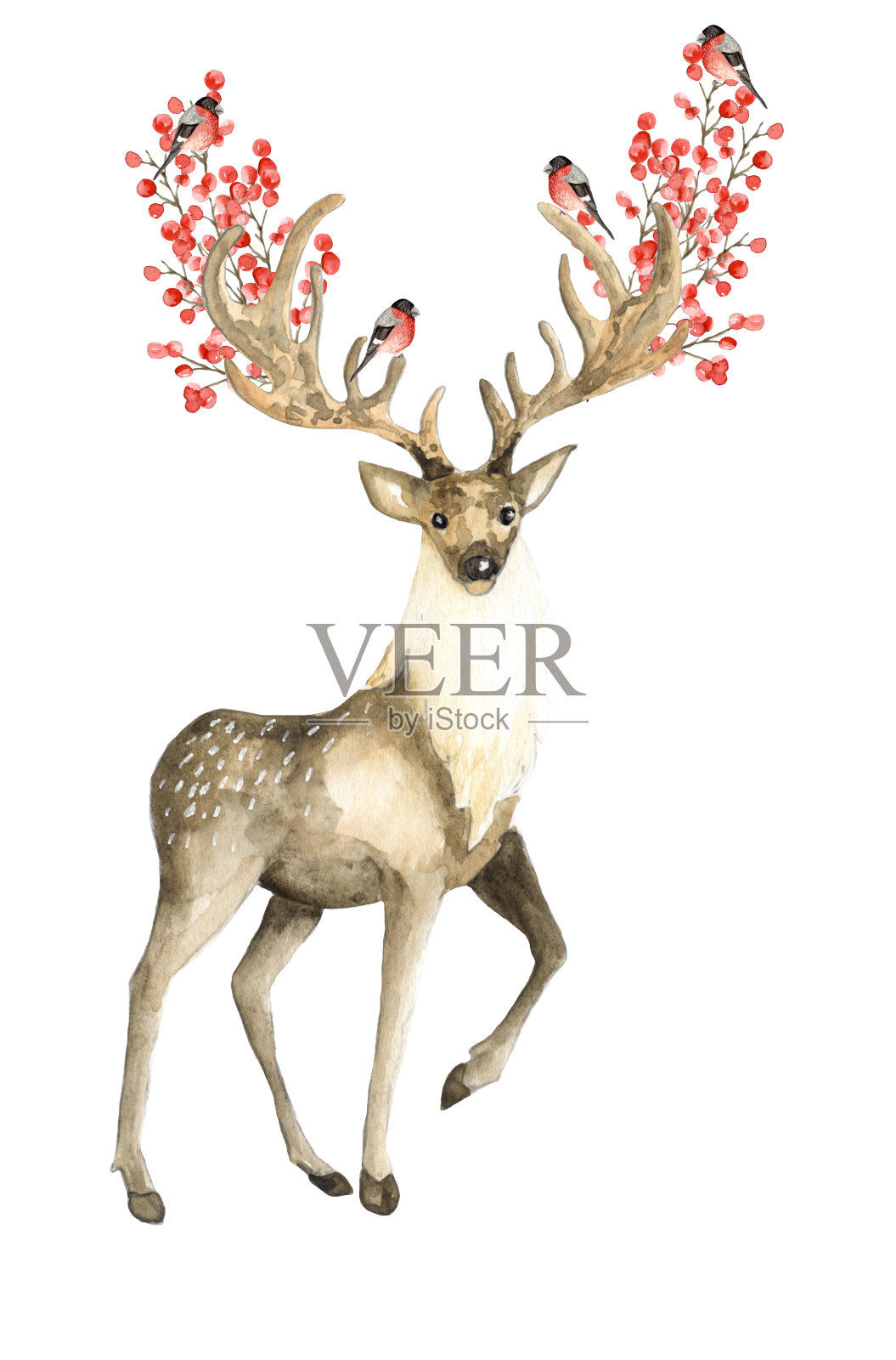 鹿和红腹灰雀插画图片素材