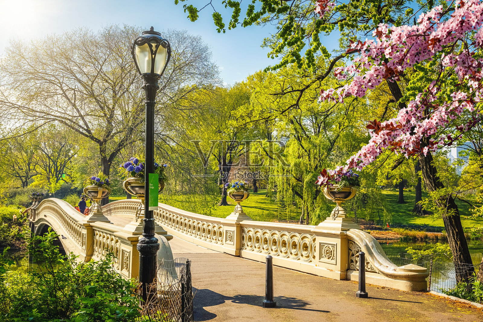 春天的纽约中央公园照片摄影图片