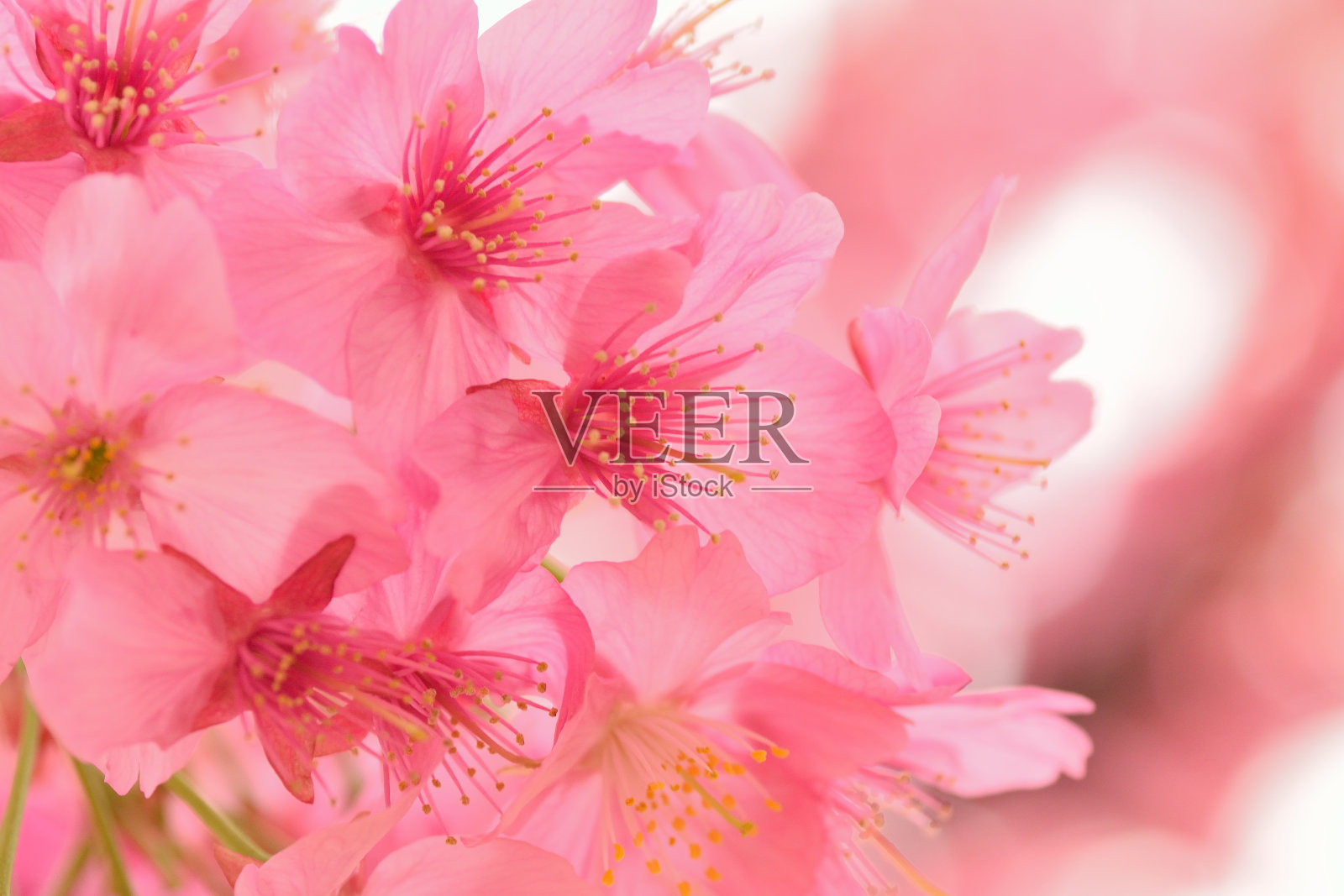 盛开的粉红色日本樱花的宏观纹理照片摄影图片
