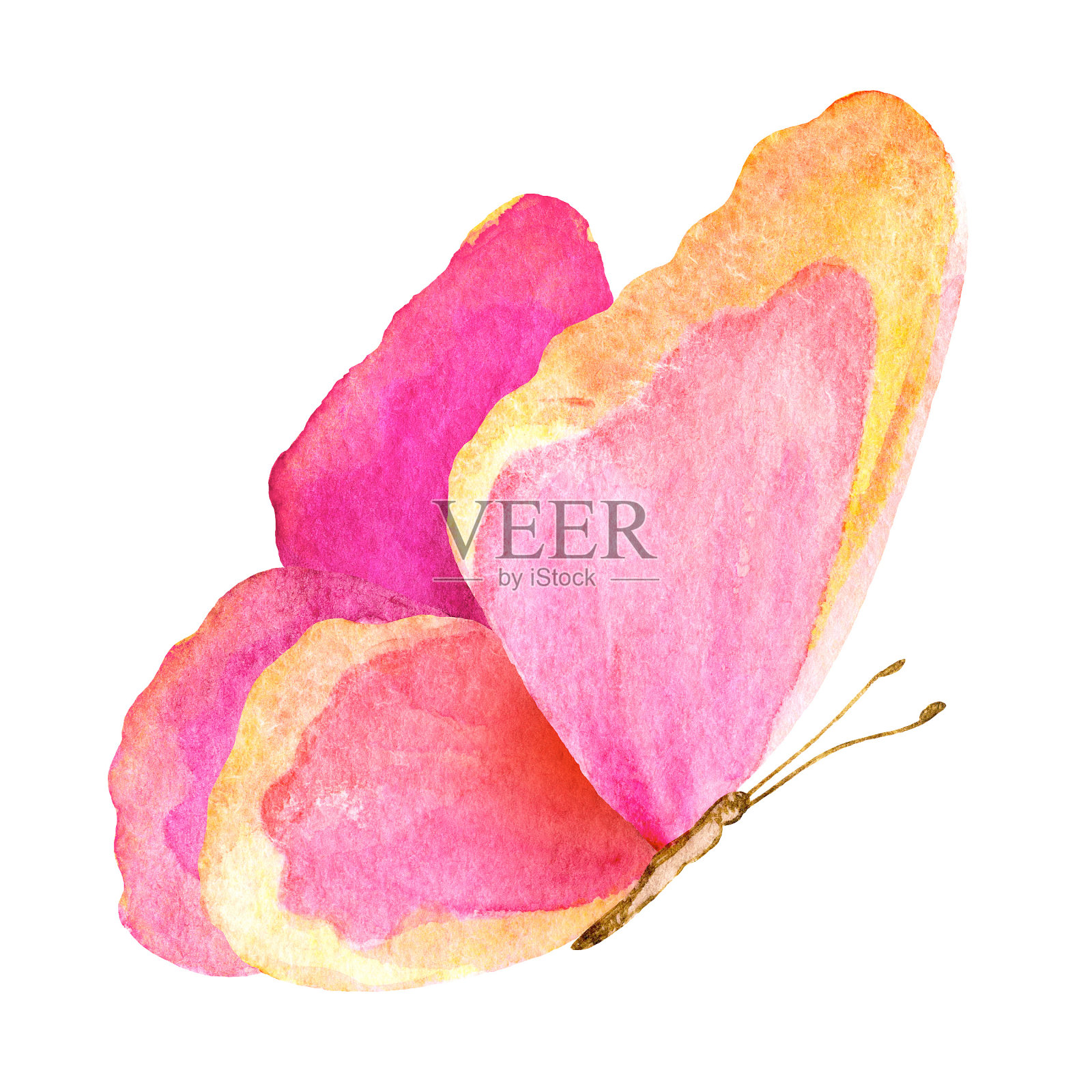 夏天的蝴蝶。水彩插图插画图片素材