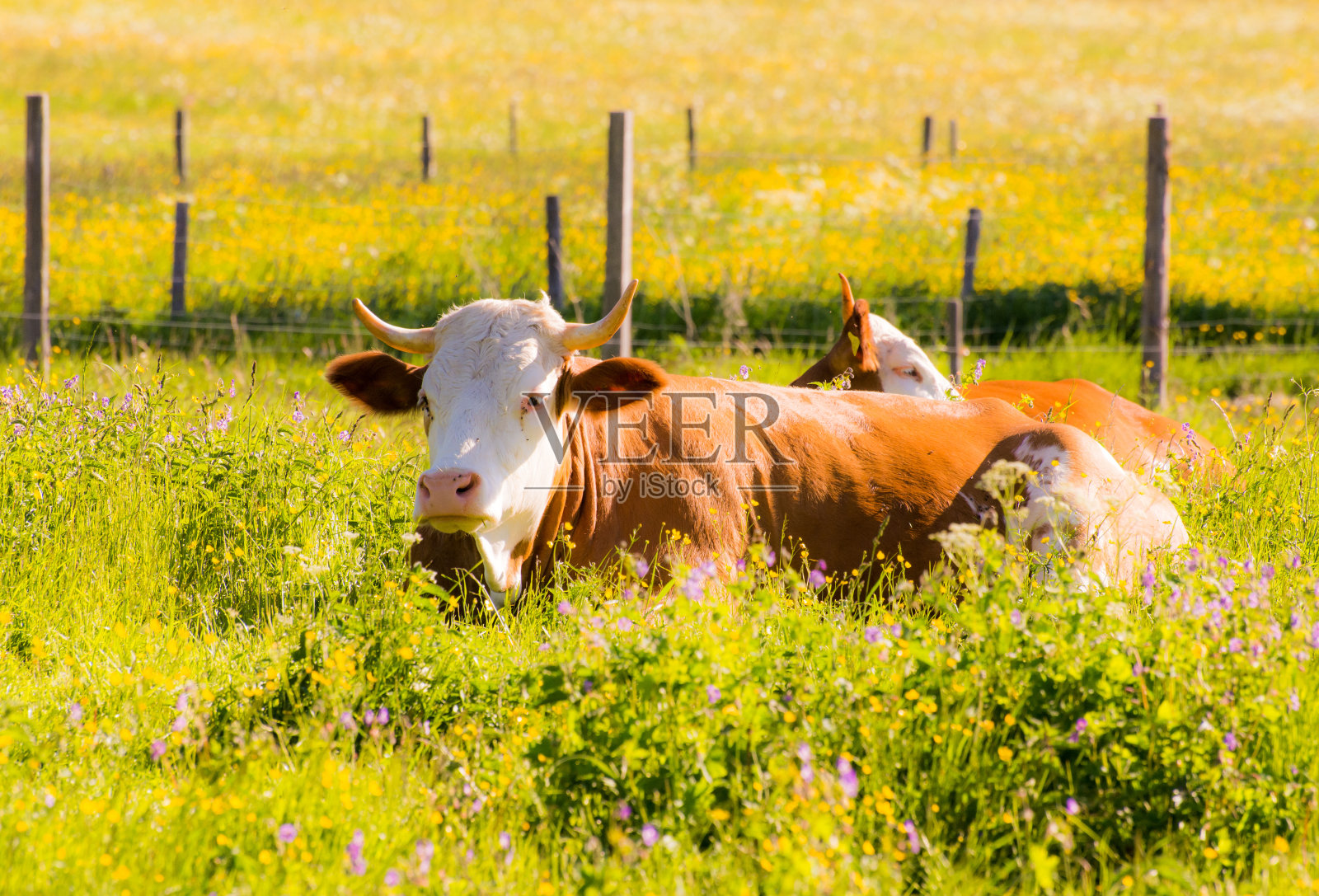 有机农业和快乐的奶牛照片摄影图片
