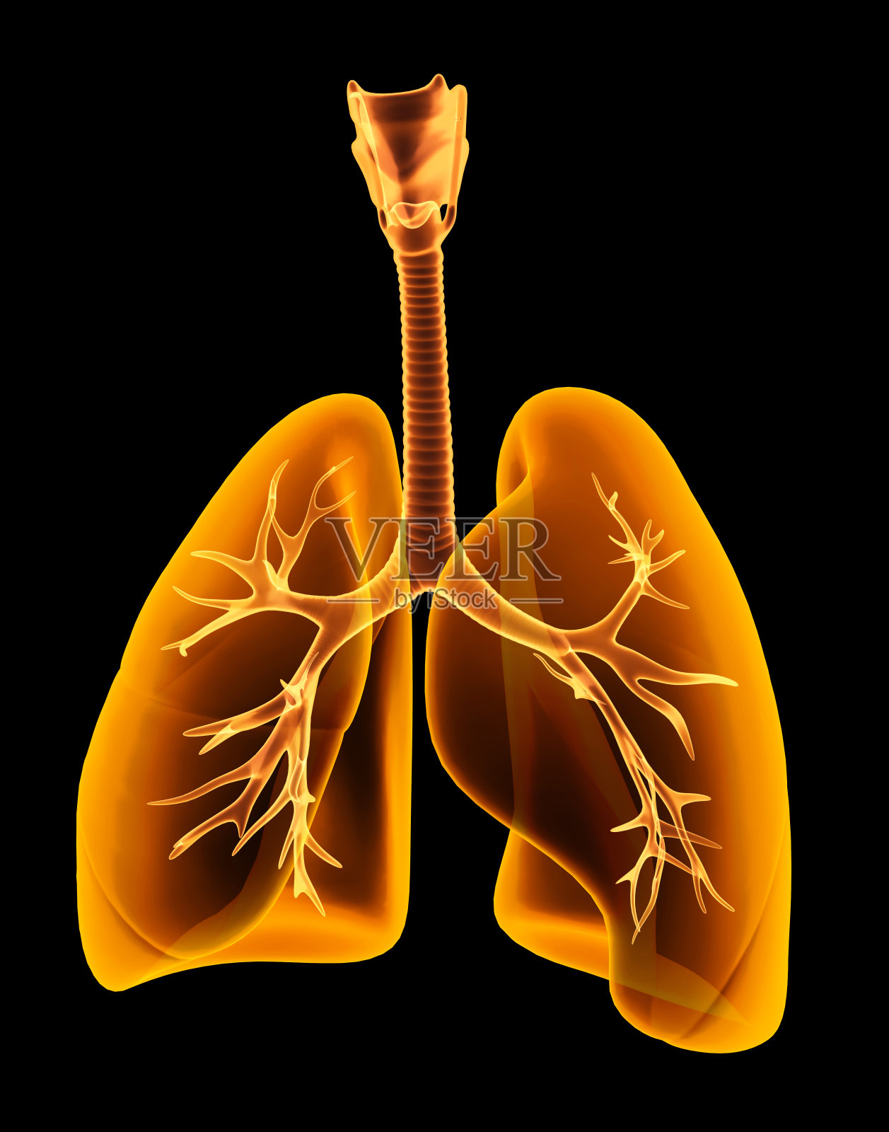 3D插图x光透明肺。照片摄影图片