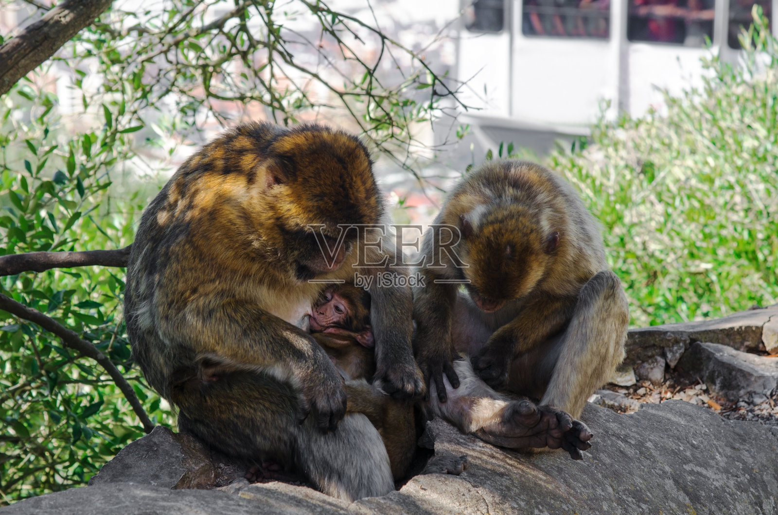 三只巴巴里猕猴在树荫下休息。哺乳的巴巴里猕猴。直布罗陀自然保护区的上岩地区，英国海外领土。照片摄影图片