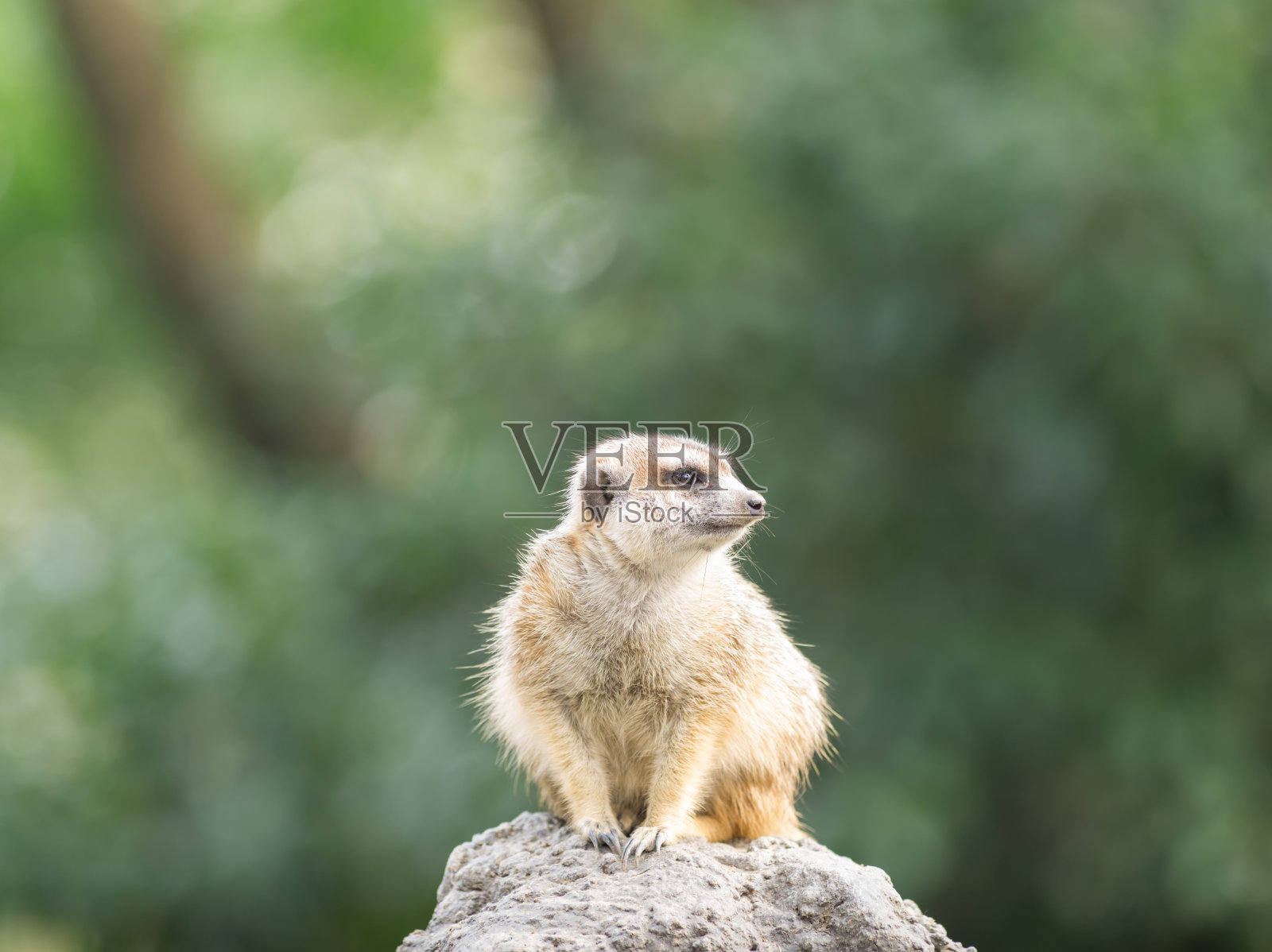 警觉的猫鼬(Suricata suricatta)站岗。照片摄影图片