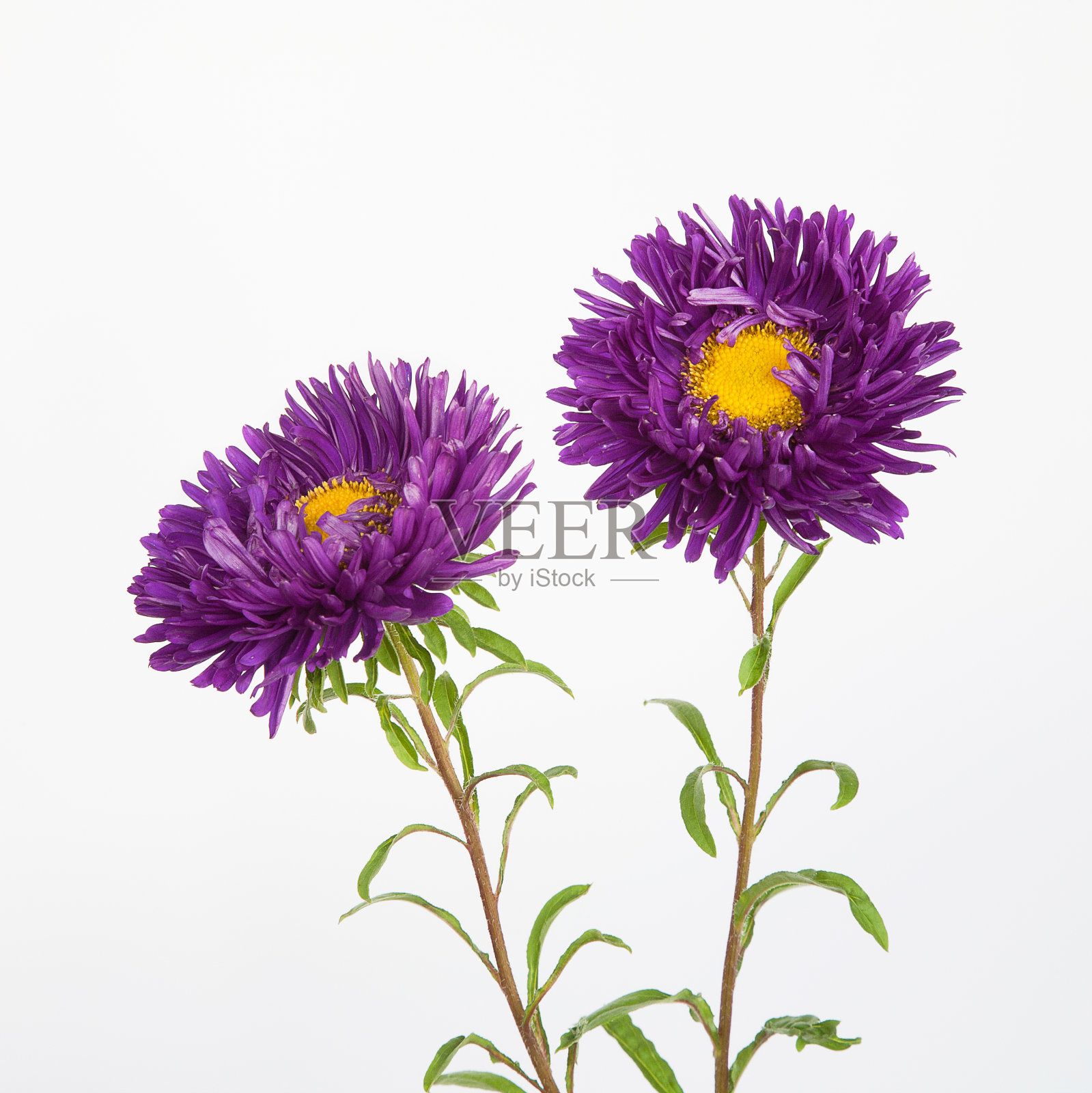 两朵紫花紫苑照片摄影图片
