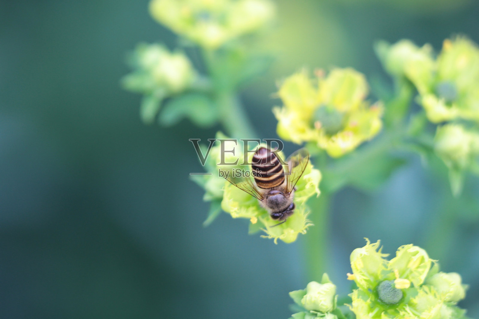 2011年春天的蜜蜂和花朵照片摄影图片