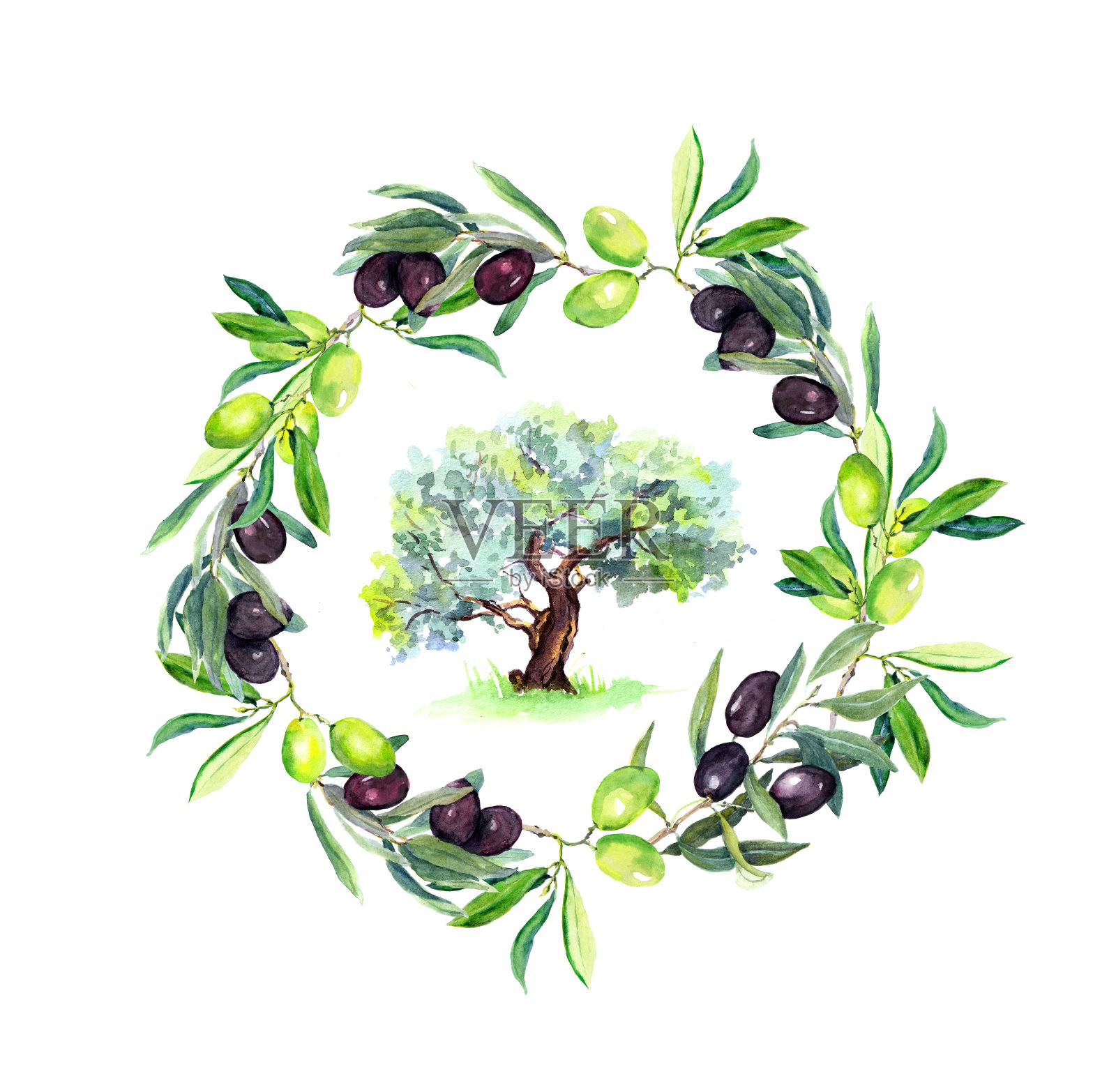 橄榄枝上缠绕着橄榄树。圆的框架。水彩插画图片素材