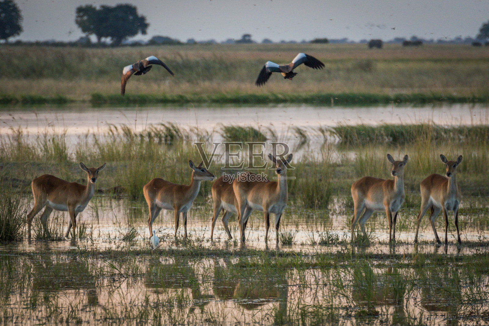 湿地中的红羚羊和上面的鸟类照片摄影图片