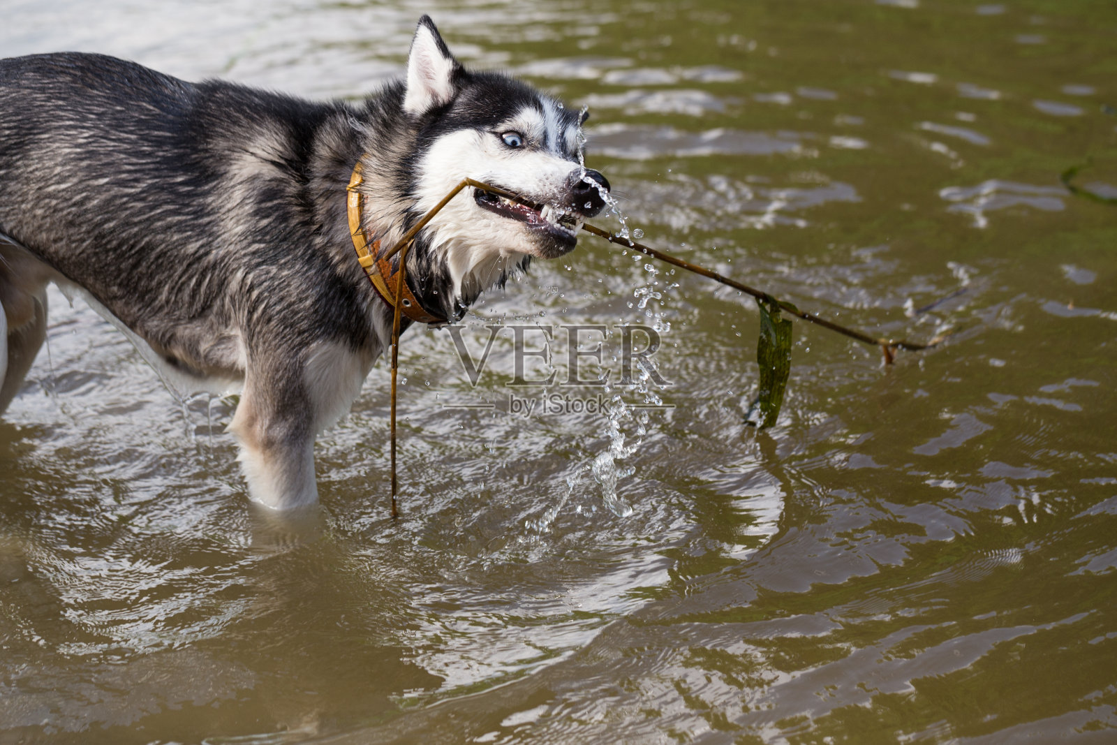 西伯利亚哈士奇在水里玩棍子。照片摄影图片